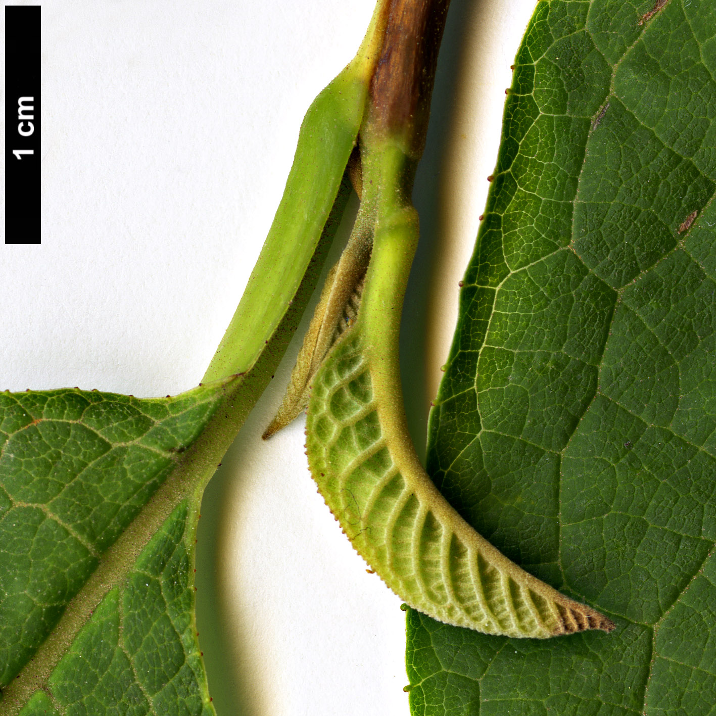 High resolution image: Family: Styracaceae - Genus: Pterostyrax - Taxon: hispidus