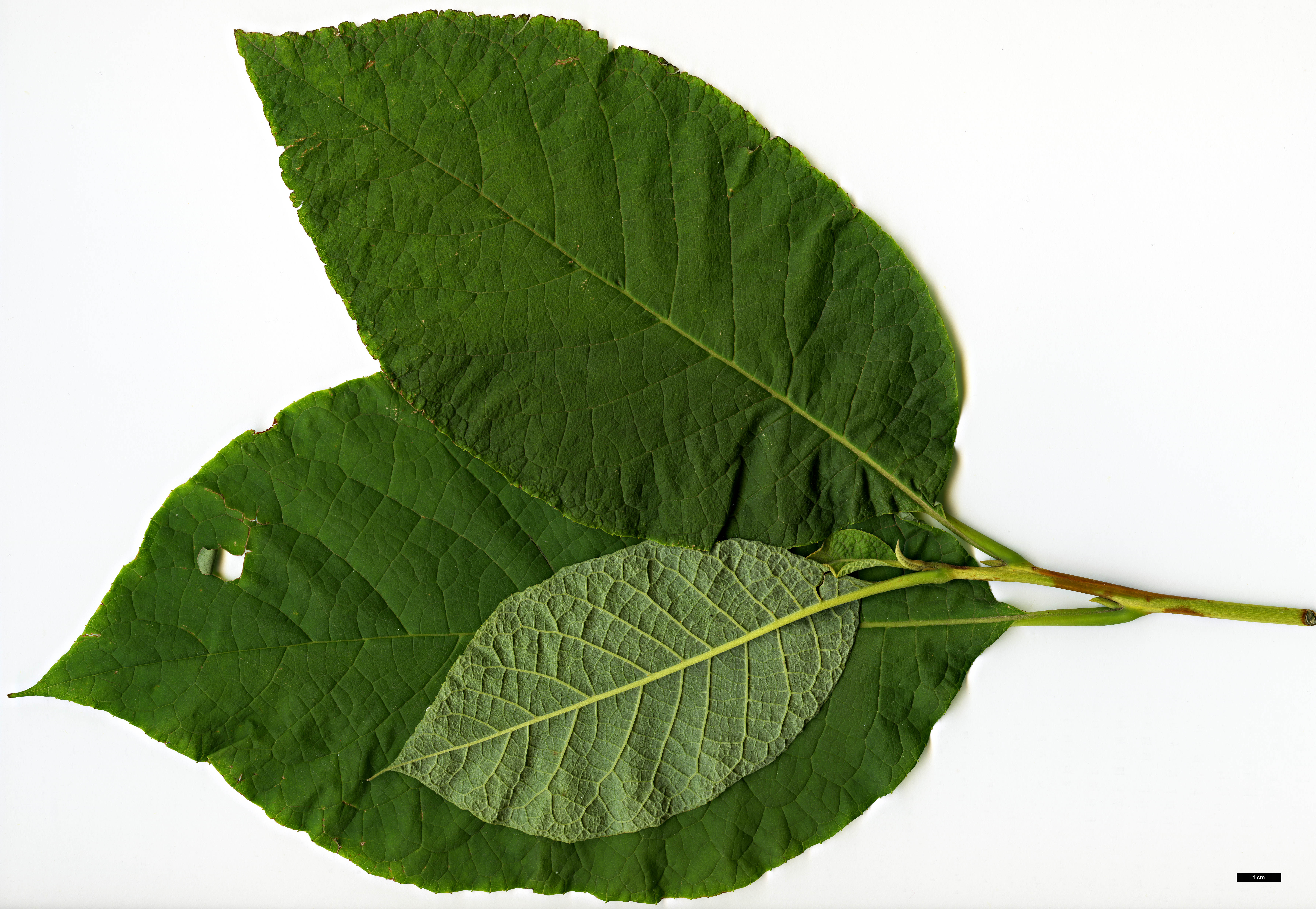 High resolution image: Family: Styracaceae - Genus: Pterostyrax - Taxon: hispidus