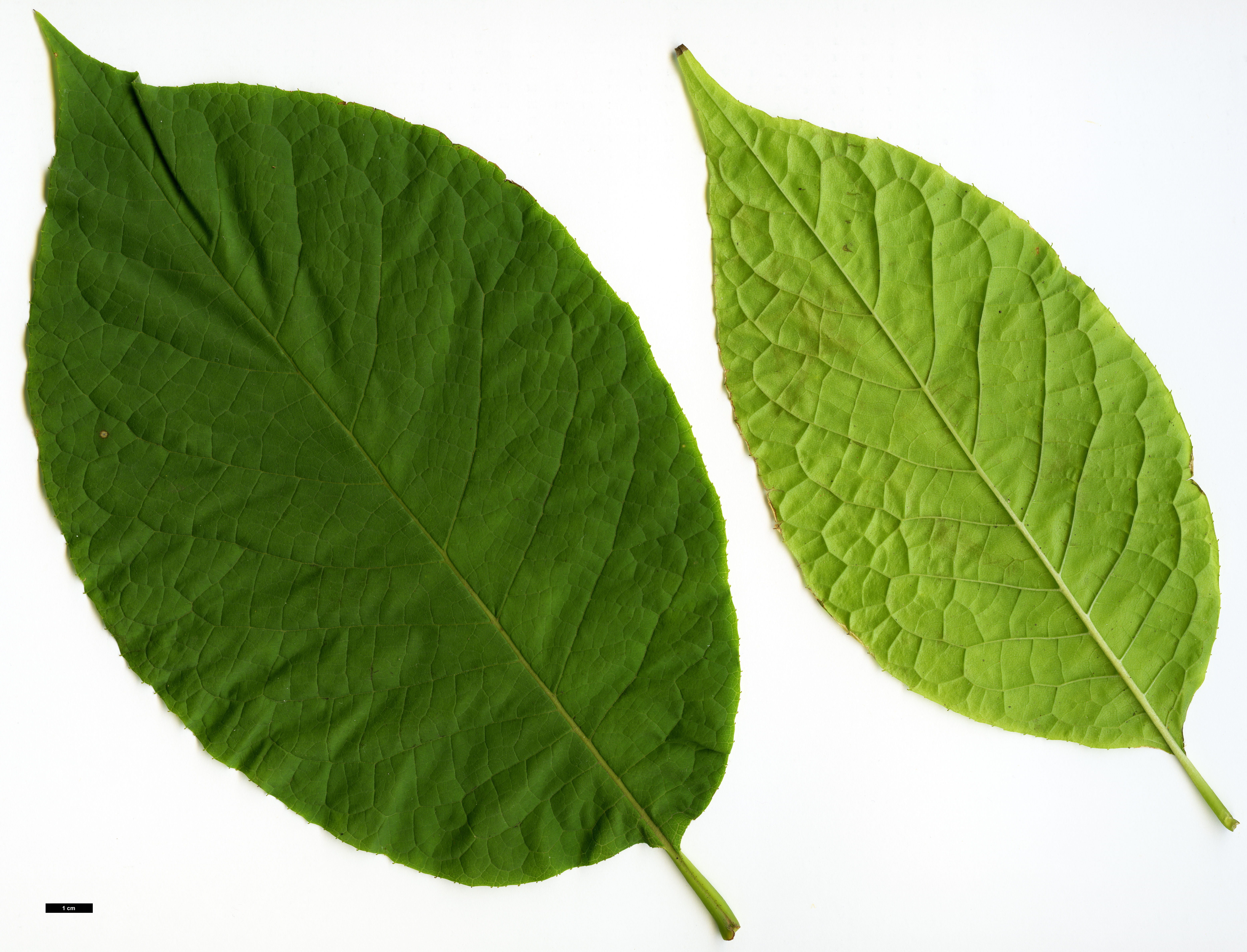 High resolution image: Family: Styracaceae - Genus: Pterostyrax - Taxon: hispidus