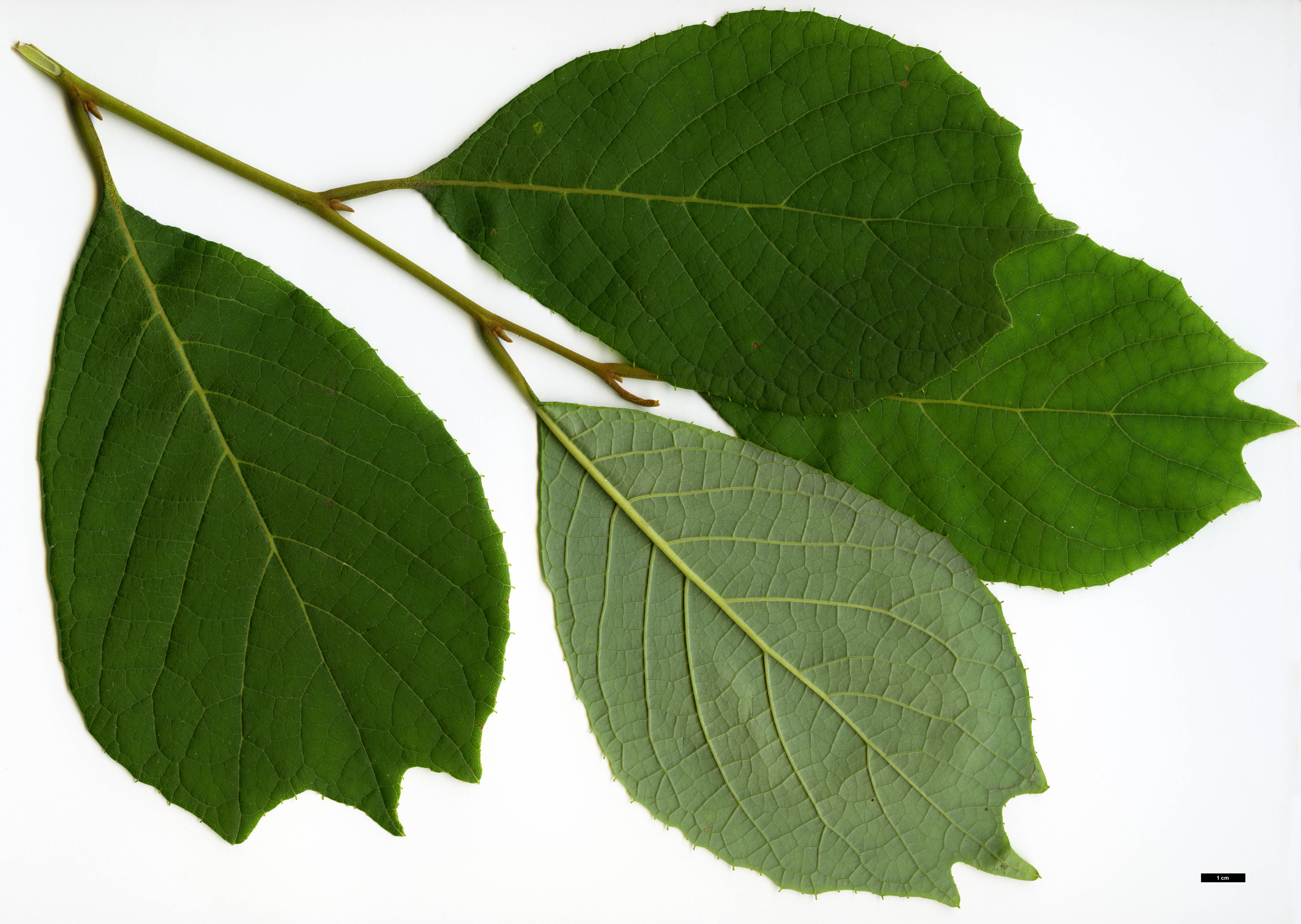 High resolution image: Family: Styracaceae - Genus: Pterostyrax - Taxon: psilophyllus