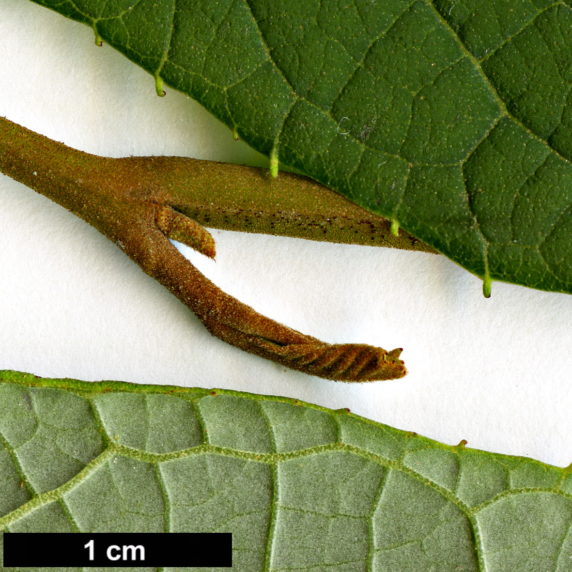 High resolution image: Family: Styracaceae - Genus: Pterostyrax - Taxon: psilophyllus