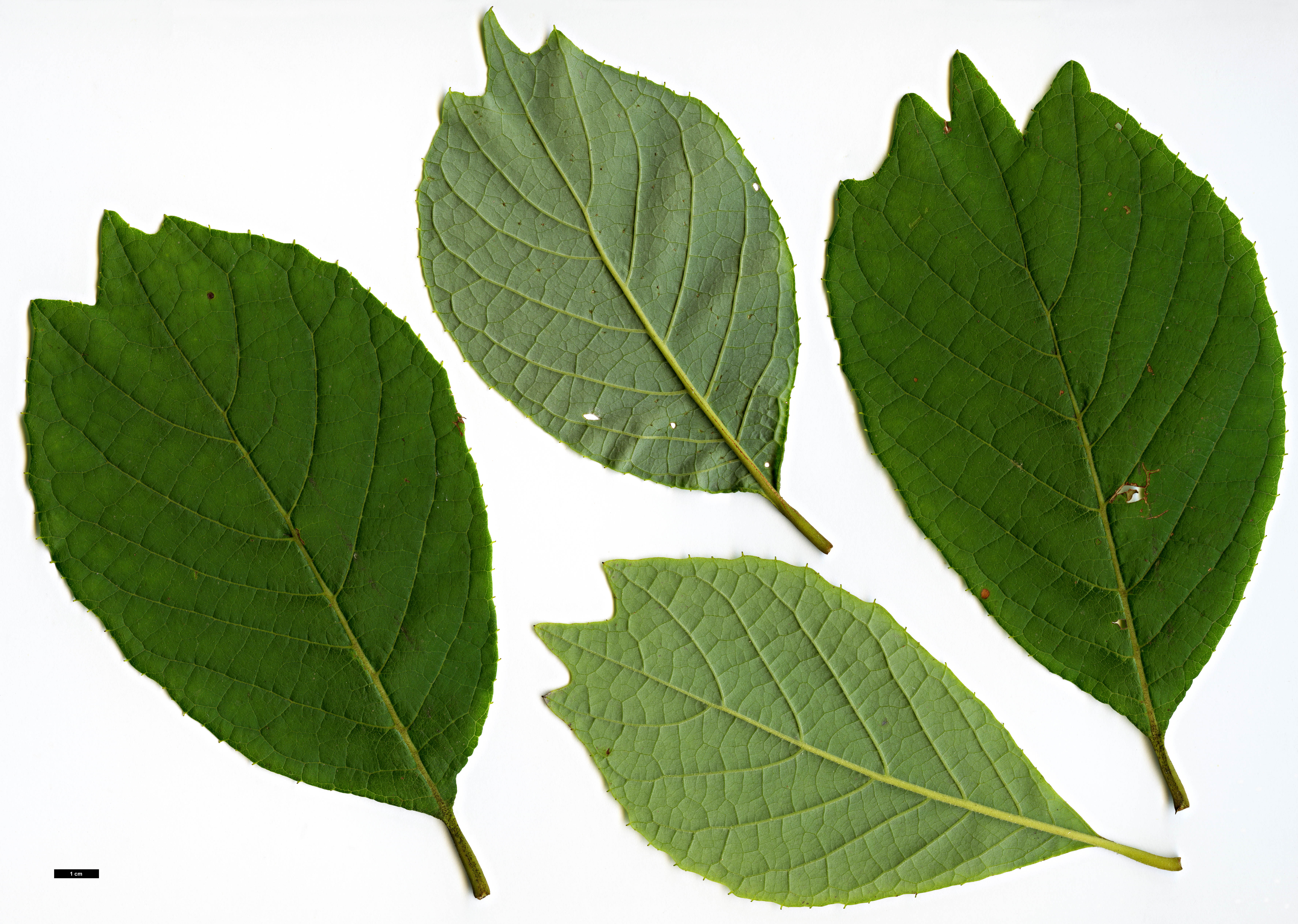 High resolution image: Family: Styracaceae - Genus: Pterostyrax - Taxon: psilophyllus