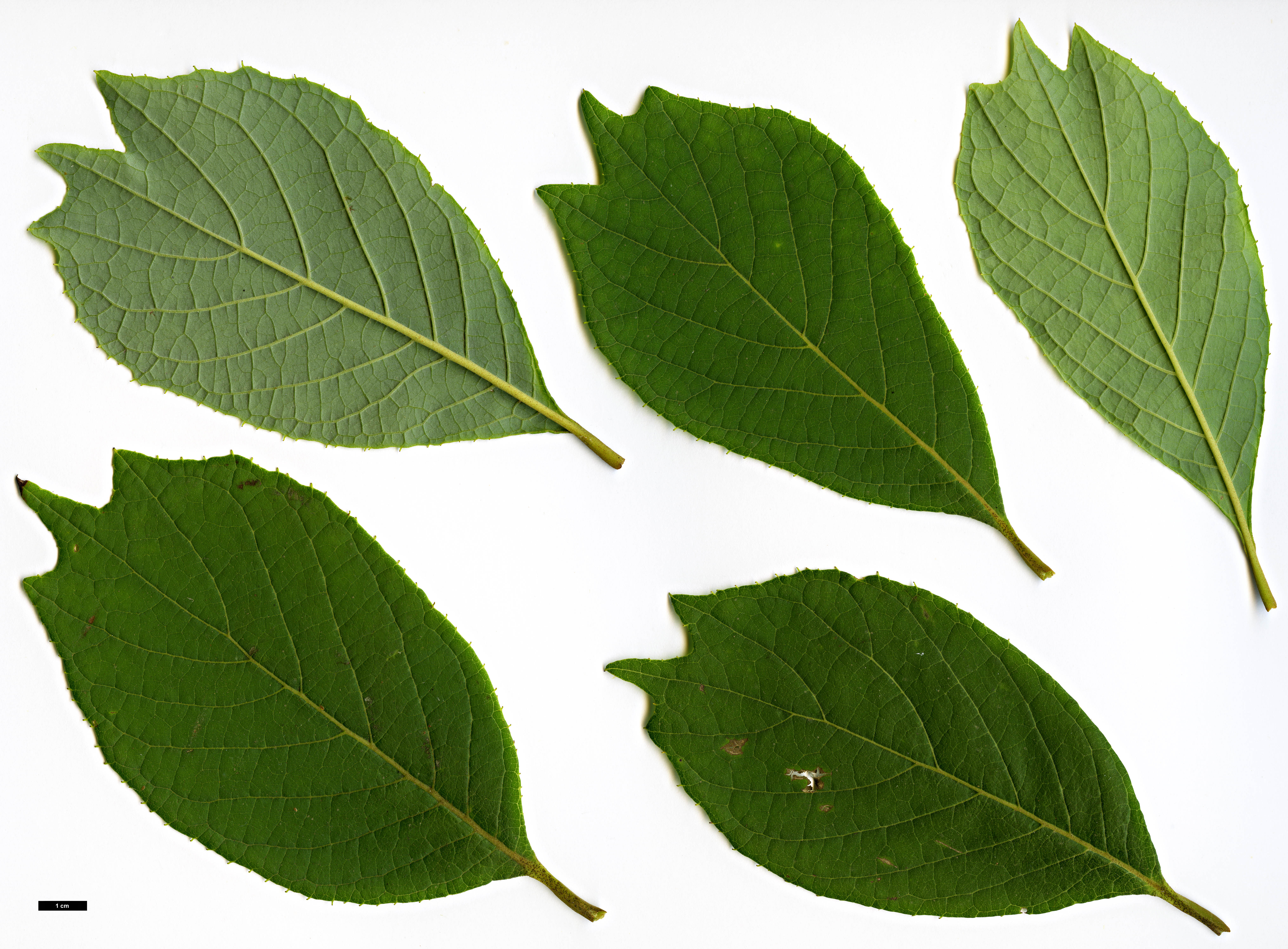 High resolution image: Family: Styracaceae - Genus: Pterostyrax - Taxon: psilophyllus