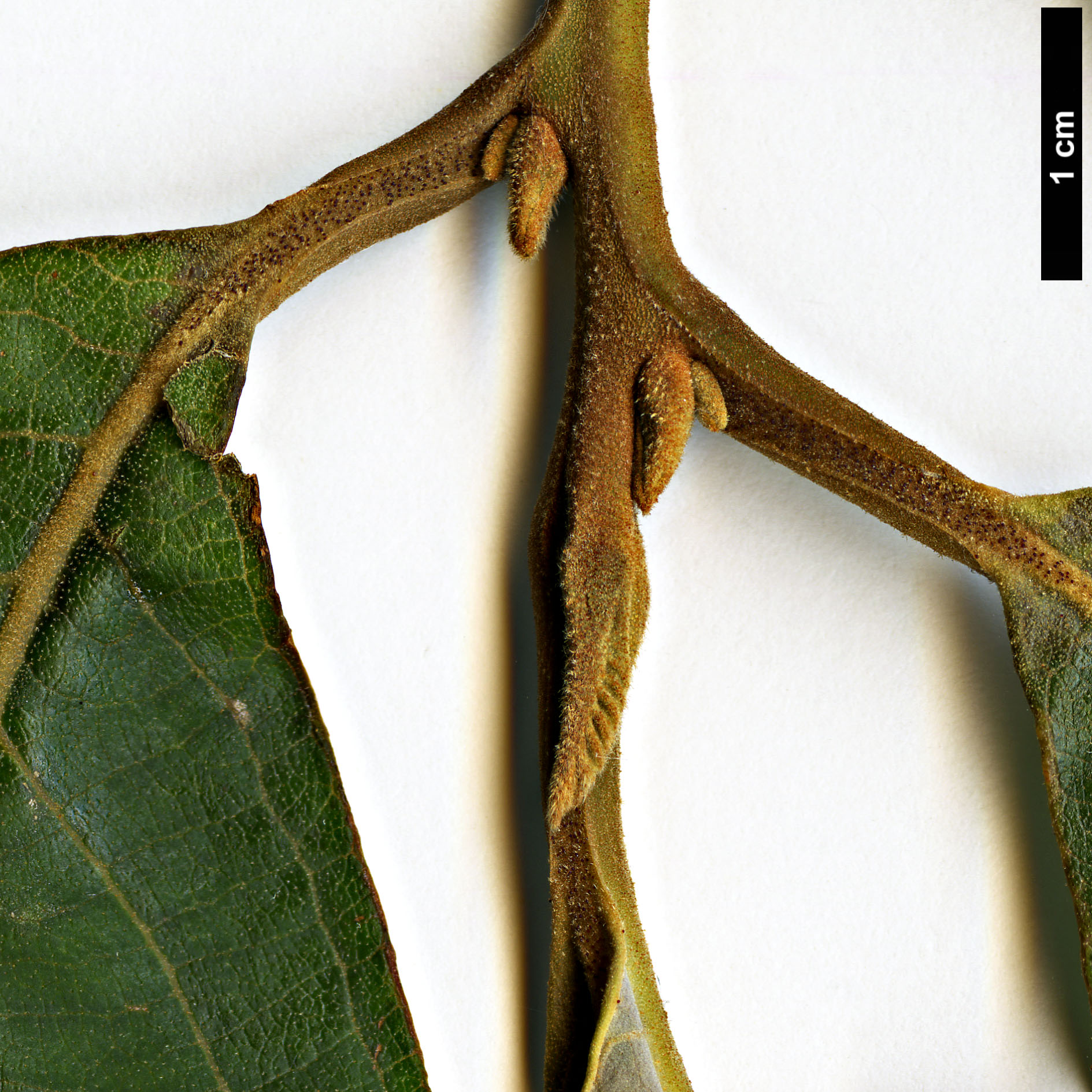 High resolution image: Family: Styracaceae - Genus: Pterostyrax - Taxon: psilophyllus