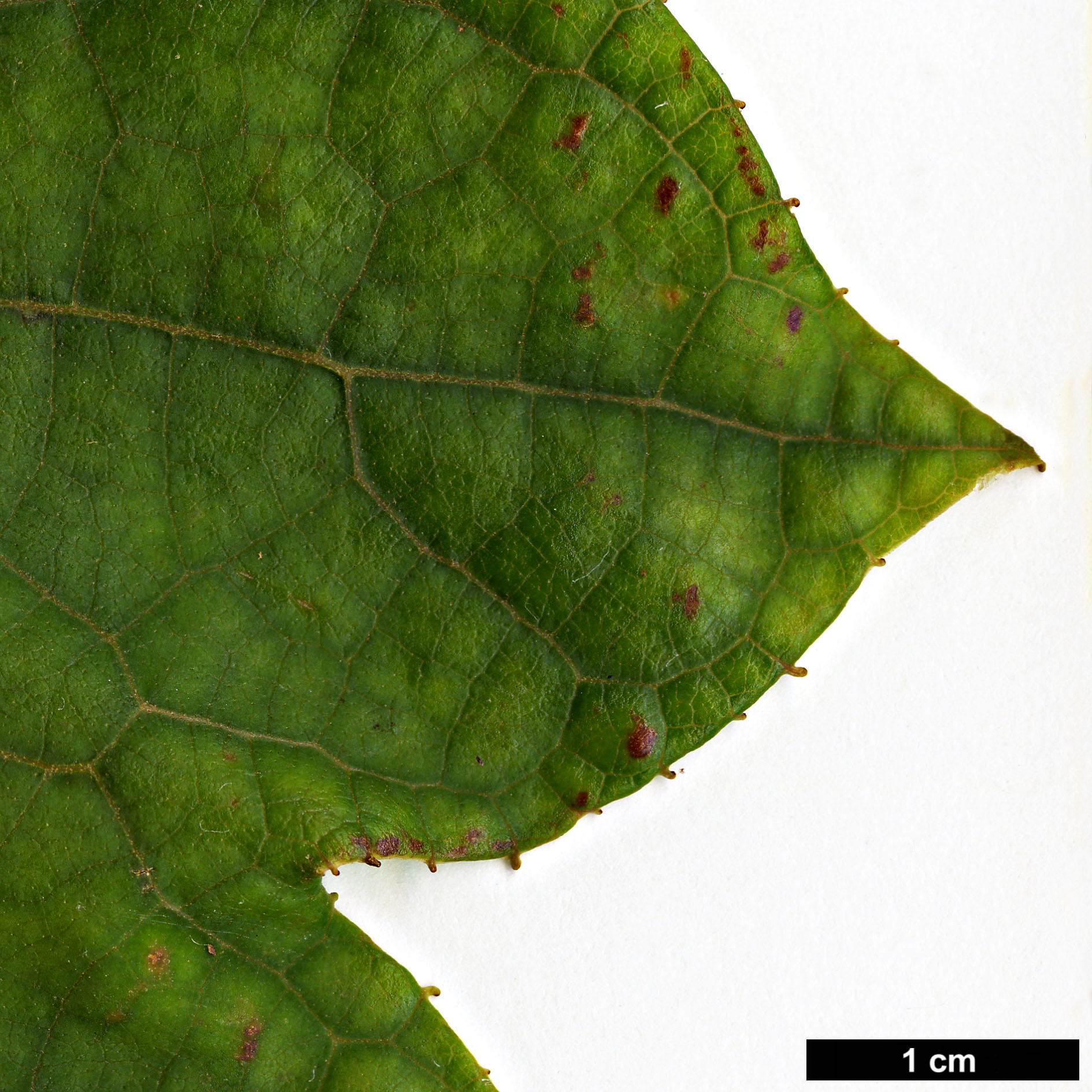 High resolution image: Family: Styracaceae - Genus: Pterostyrax - Taxon: psilophyllus