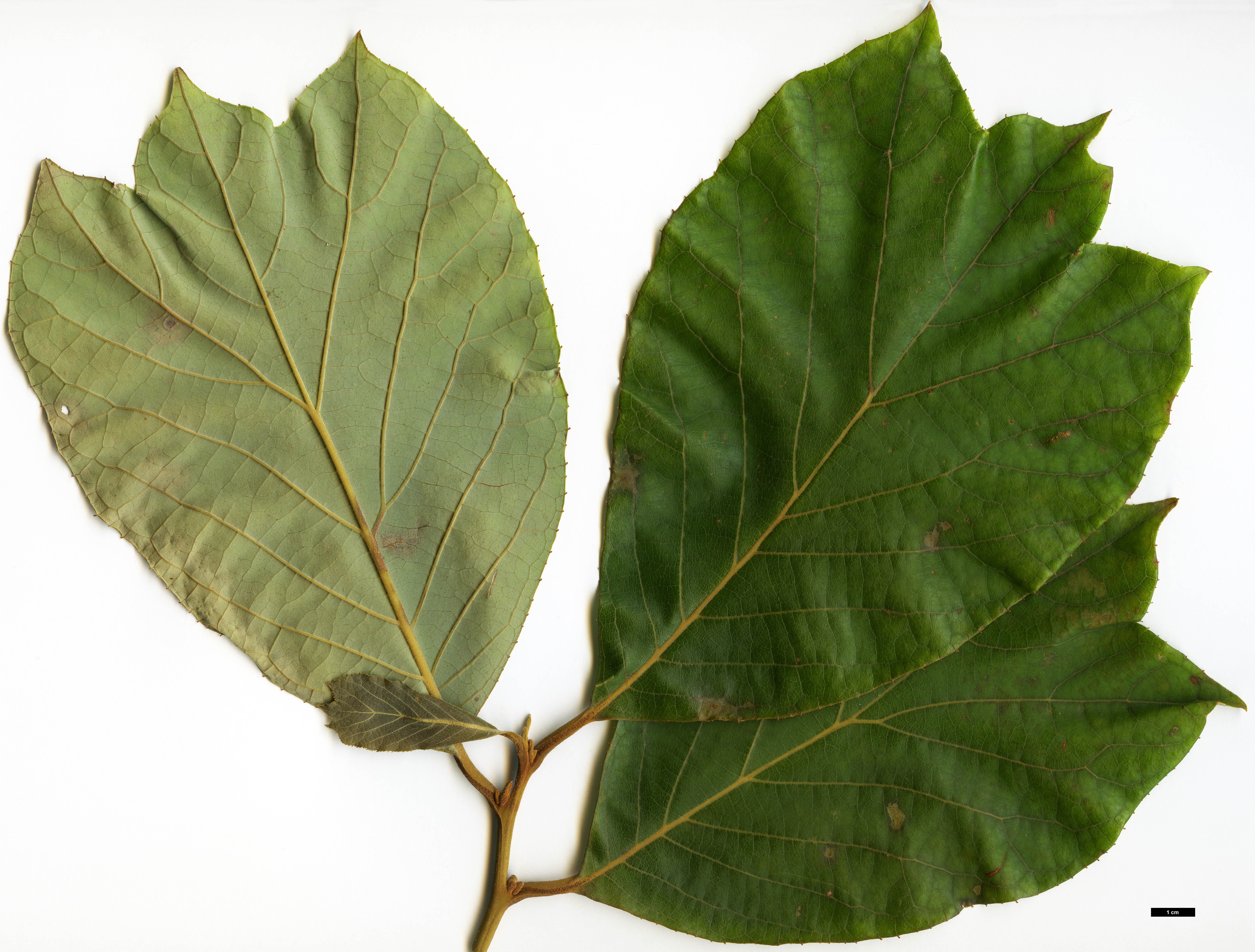 High resolution image: Family: Styracaceae - Genus: Pterostyrax - Taxon: psilophyllus