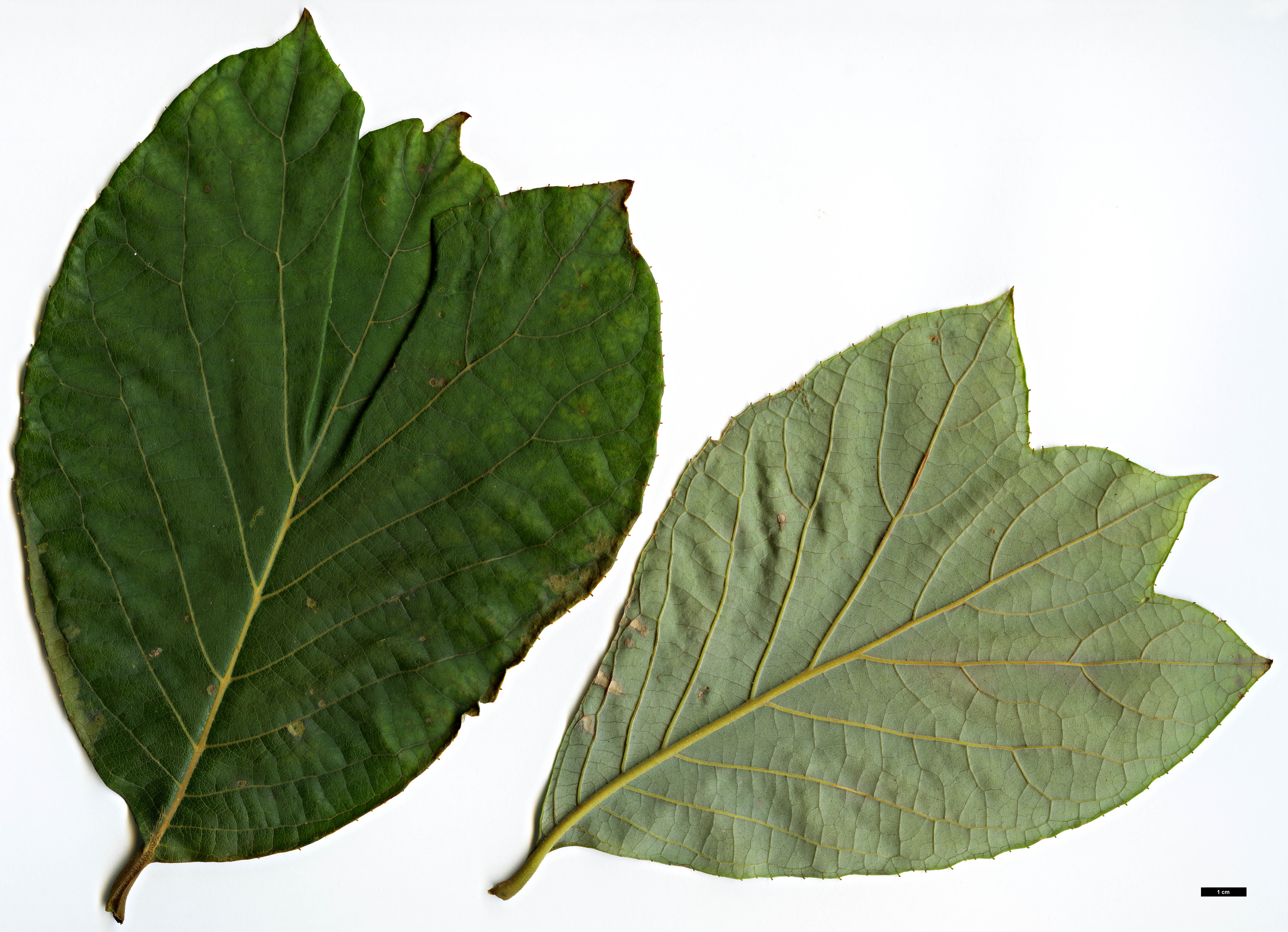 High resolution image: Family: Styracaceae - Genus: Pterostyrax - Taxon: psilophyllus