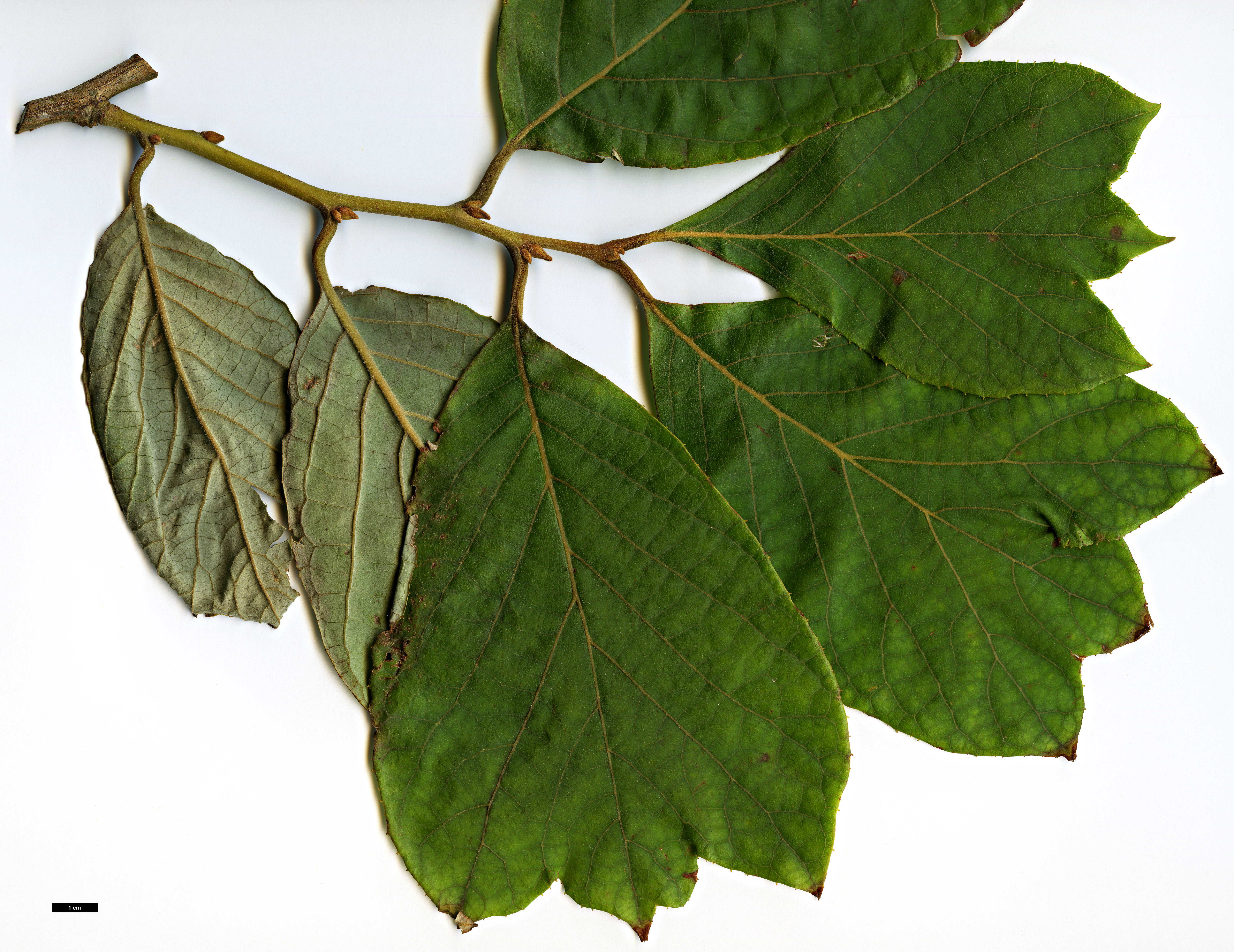 High resolution image: Family: Styracaceae - Genus: Pterostyrax - Taxon: psilophyllus