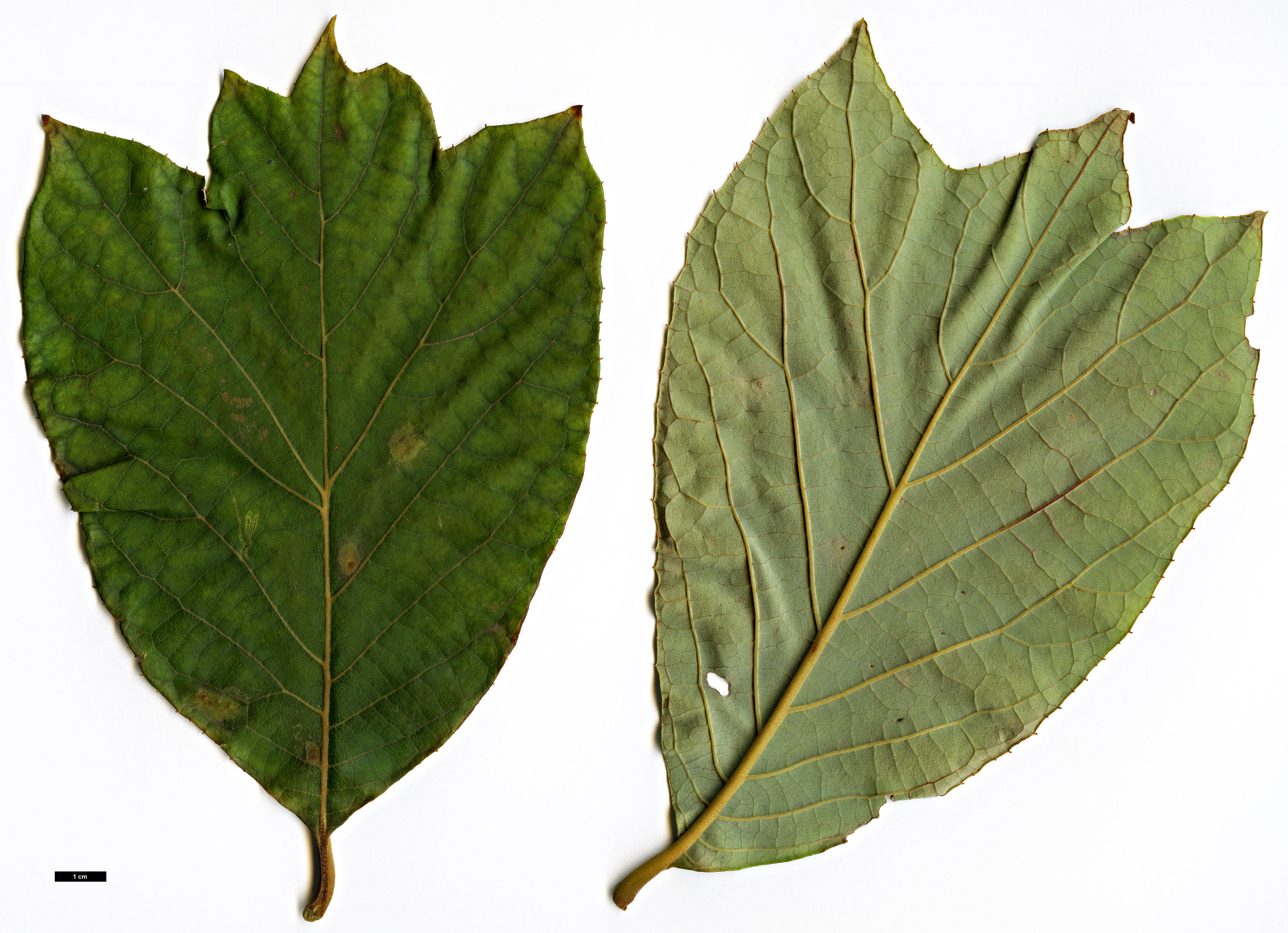 High resolution image: Family: Styracaceae - Genus: Pterostyrax - Taxon: psilophyllus