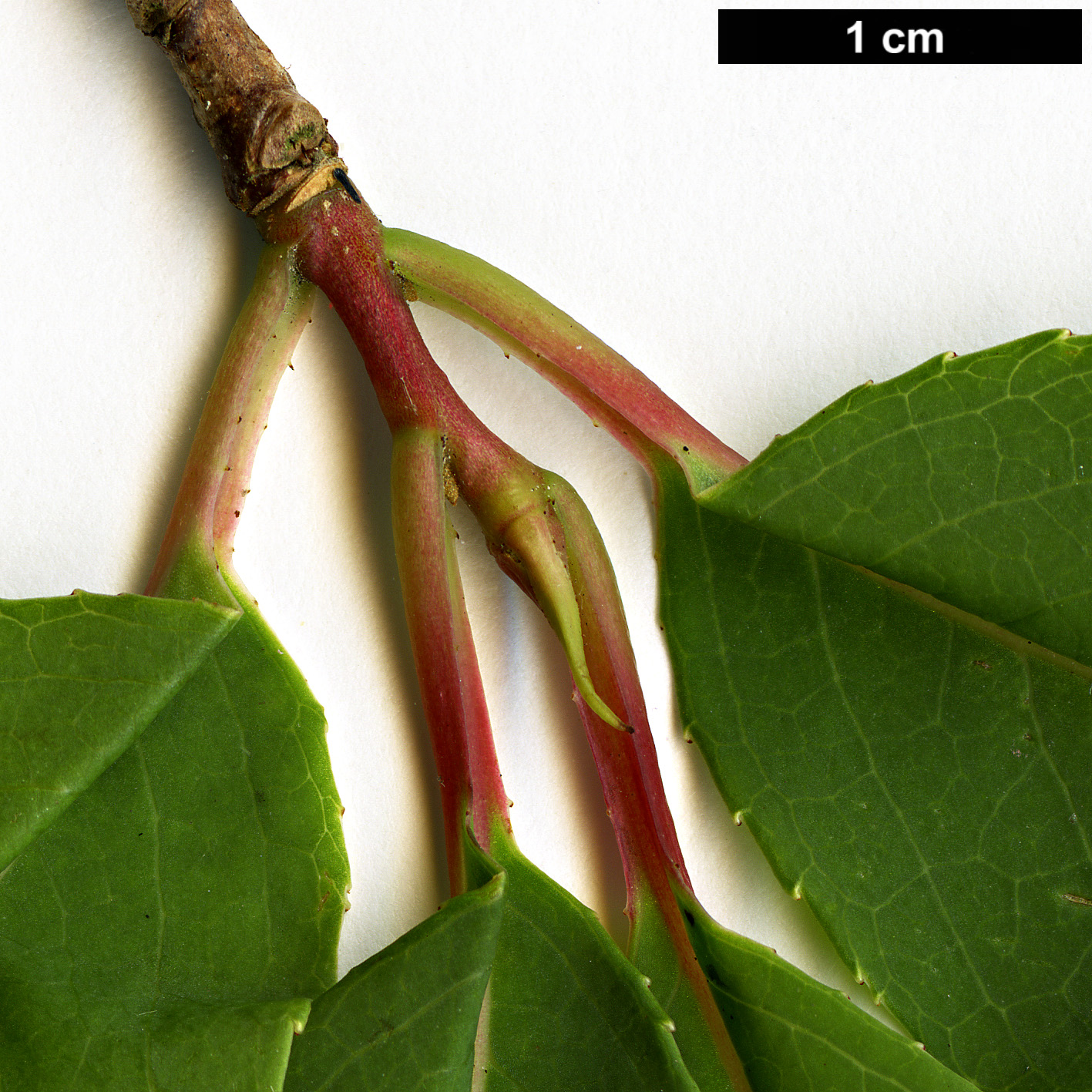 High resolution image: Family: Styracaceae - Genus: Rehderodendron - Taxon: indochinense