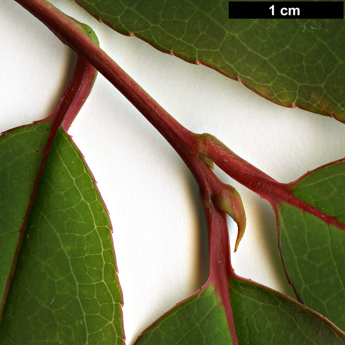 High resolution image: Family: Styracaceae - Genus: Rehderodendron - Taxon: indochinense