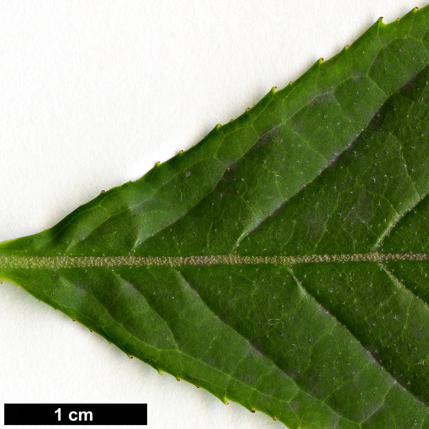 High resolution image: Family: Styracaceae - Genus: Rehderodendron - Taxon: kweichowense