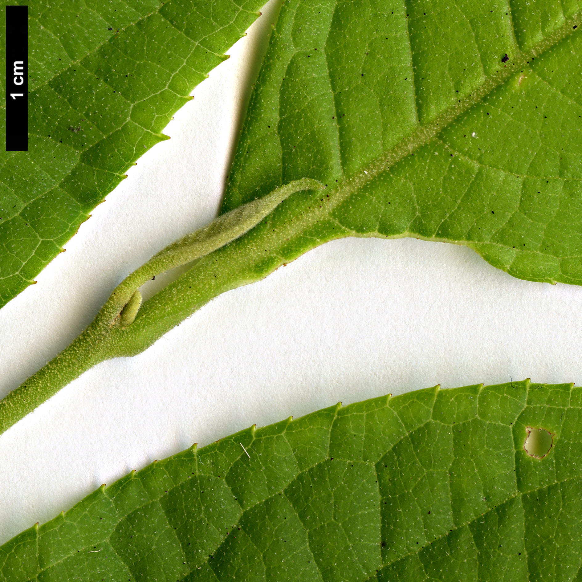 High resolution image: Family: Styracaceae - Genus: Rehderodendron - Taxon: kweichowense