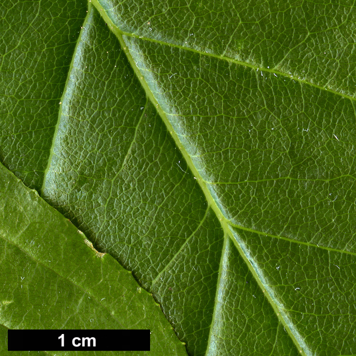 High resolution image: Family: Styracaceae - Genus: Sinojackia - Taxon: xylocarpa