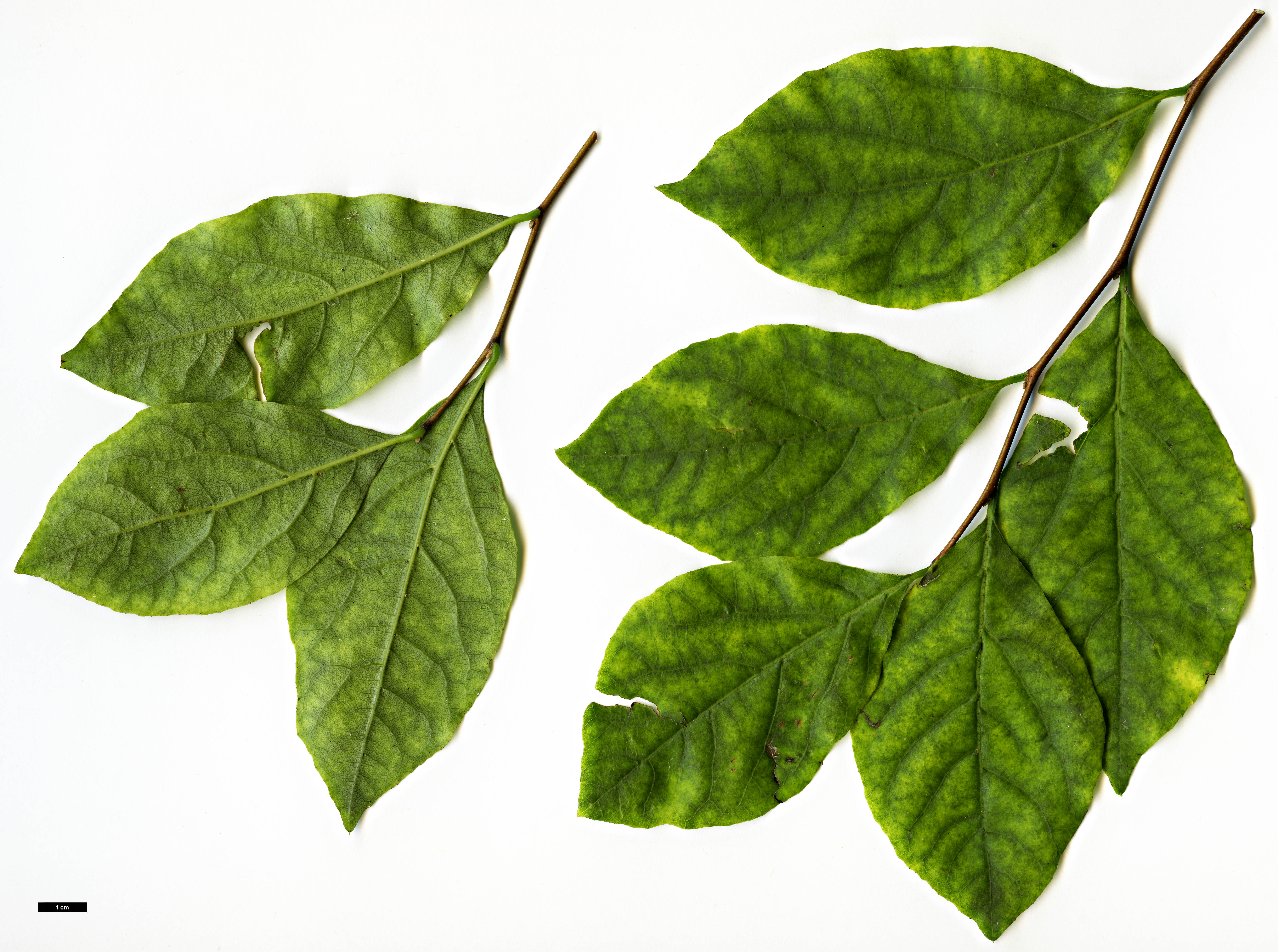 High resolution image: Family: Styracaceae - Genus: Styrax - Taxon: americanus