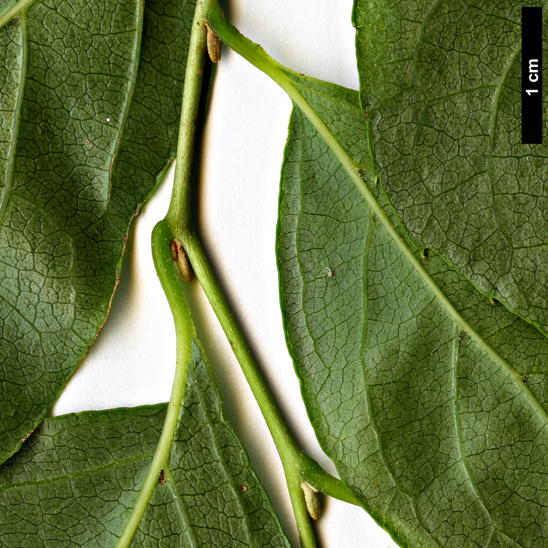 High resolution image: Family: Styracaceae - Genus: Styrax - Taxon: faberi