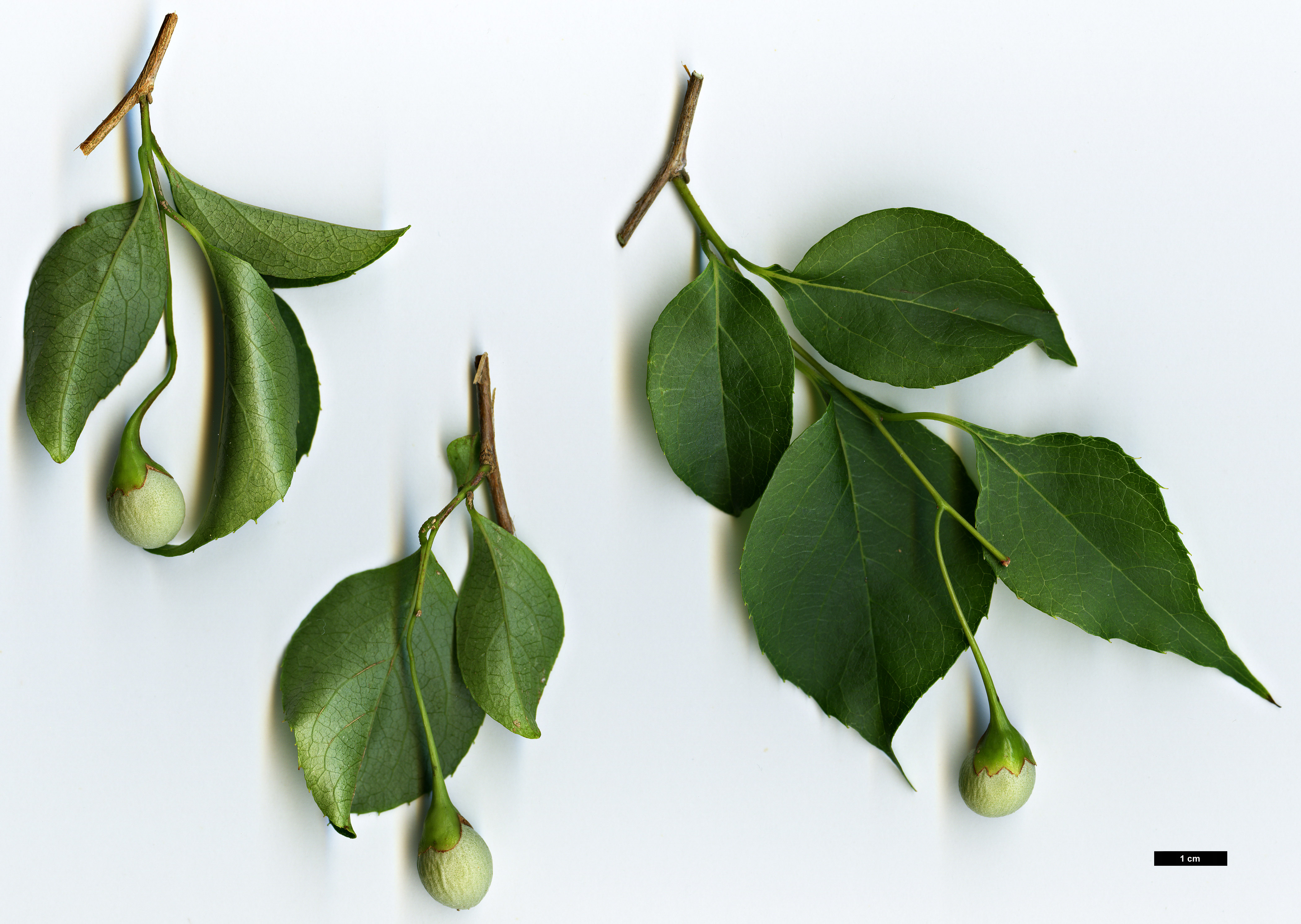 High resolution image: Family: Styracaceae - Genus: Styrax - Taxon: faberi