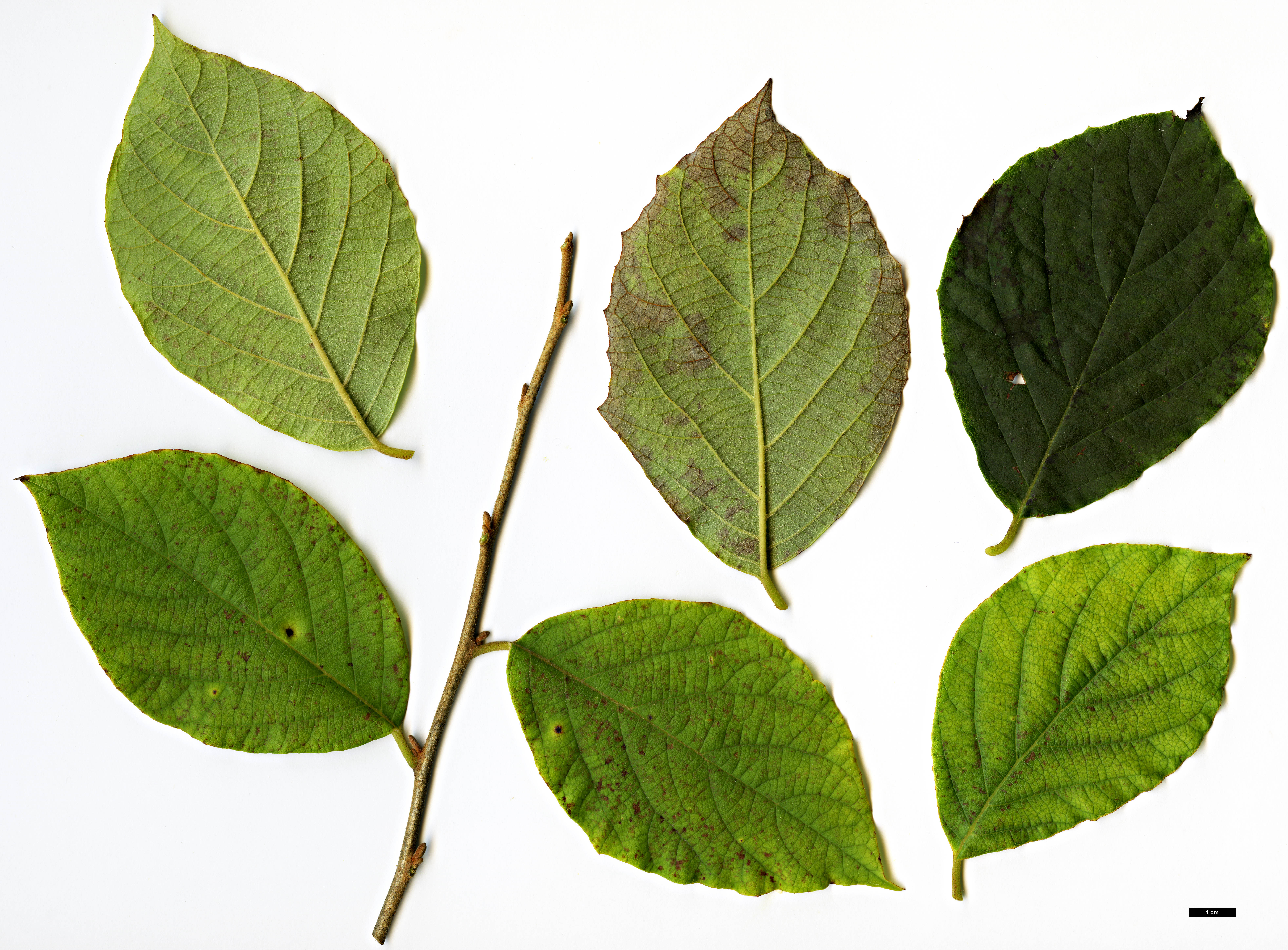 High resolution image: Family: Styracaceae - Genus: Styrax - Taxon: grandifolius