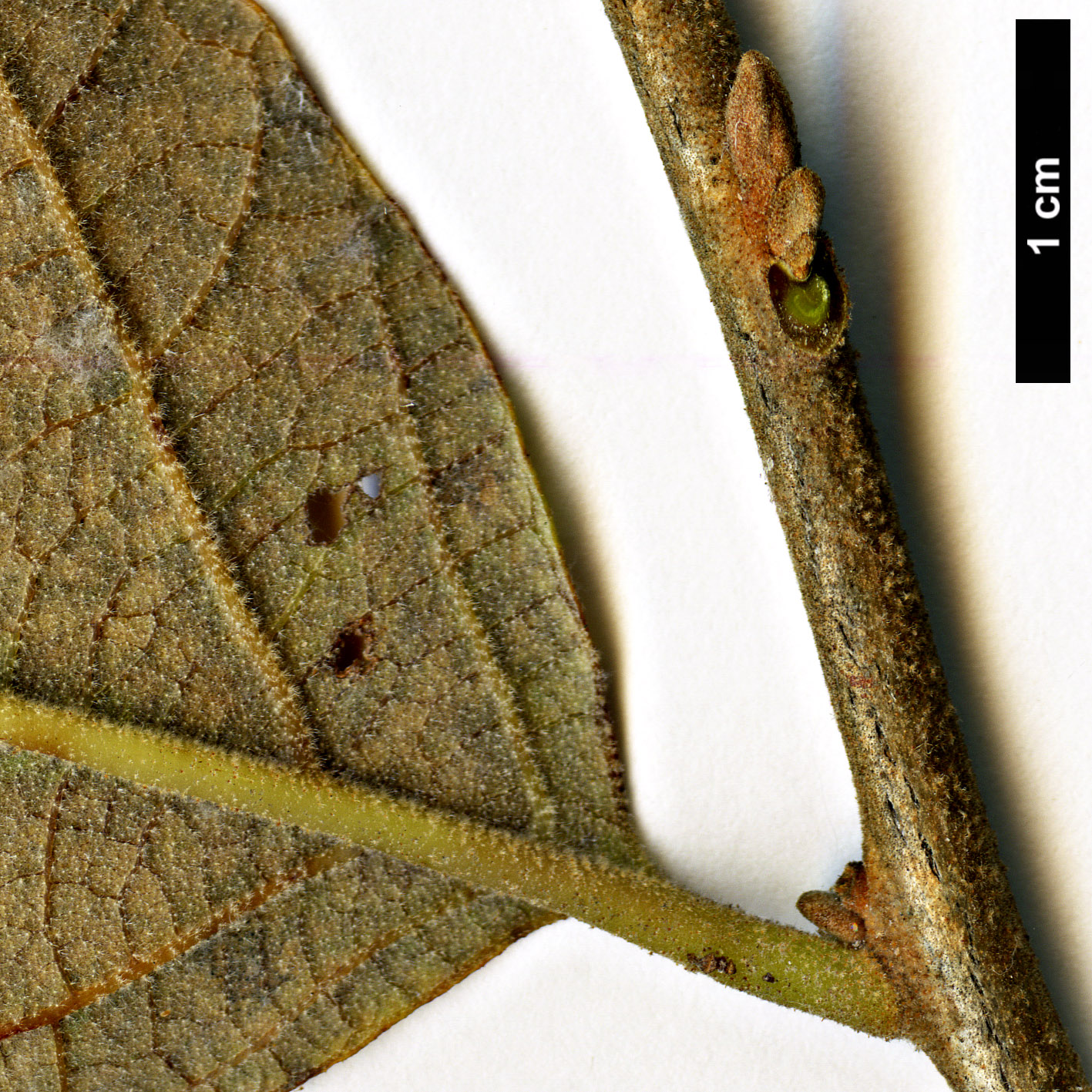 High resolution image: Family: Styracaceae - Genus: Styrax - Taxon: grandifolius