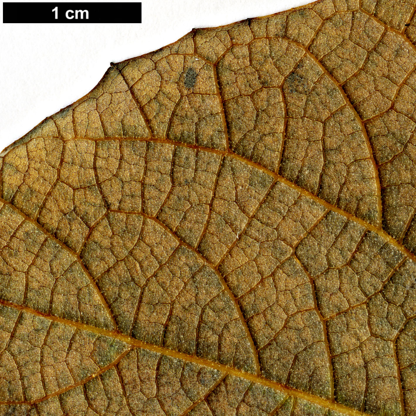 High resolution image: Family: Styracaceae - Genus: Styrax - Taxon: grandifolius