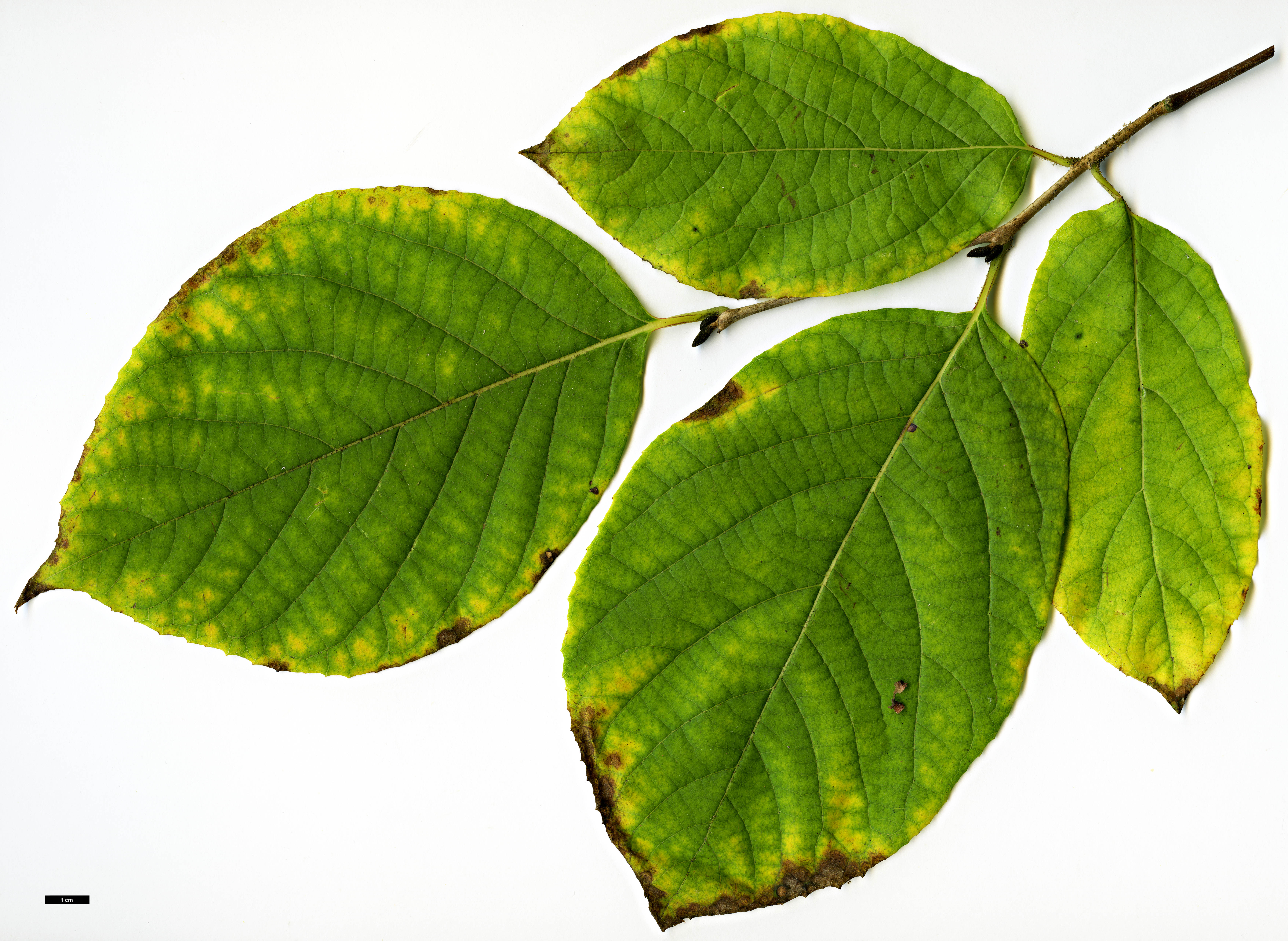 High resolution image: Family: Styracaceae - Genus: Styrax - Taxon: hemsleyanus