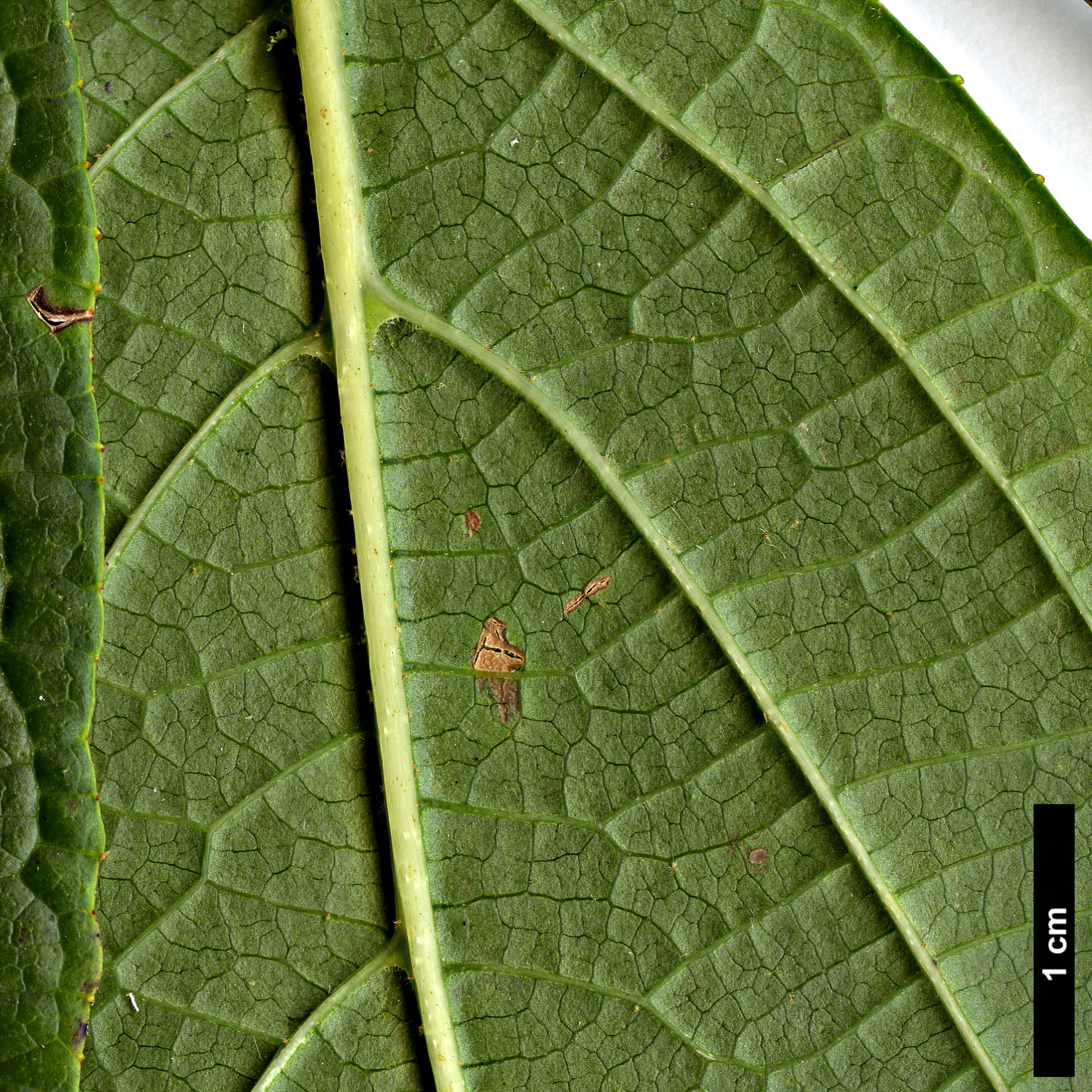 High resolution image: Family: Styracaceae - Genus: Styrax - Taxon: hookeri