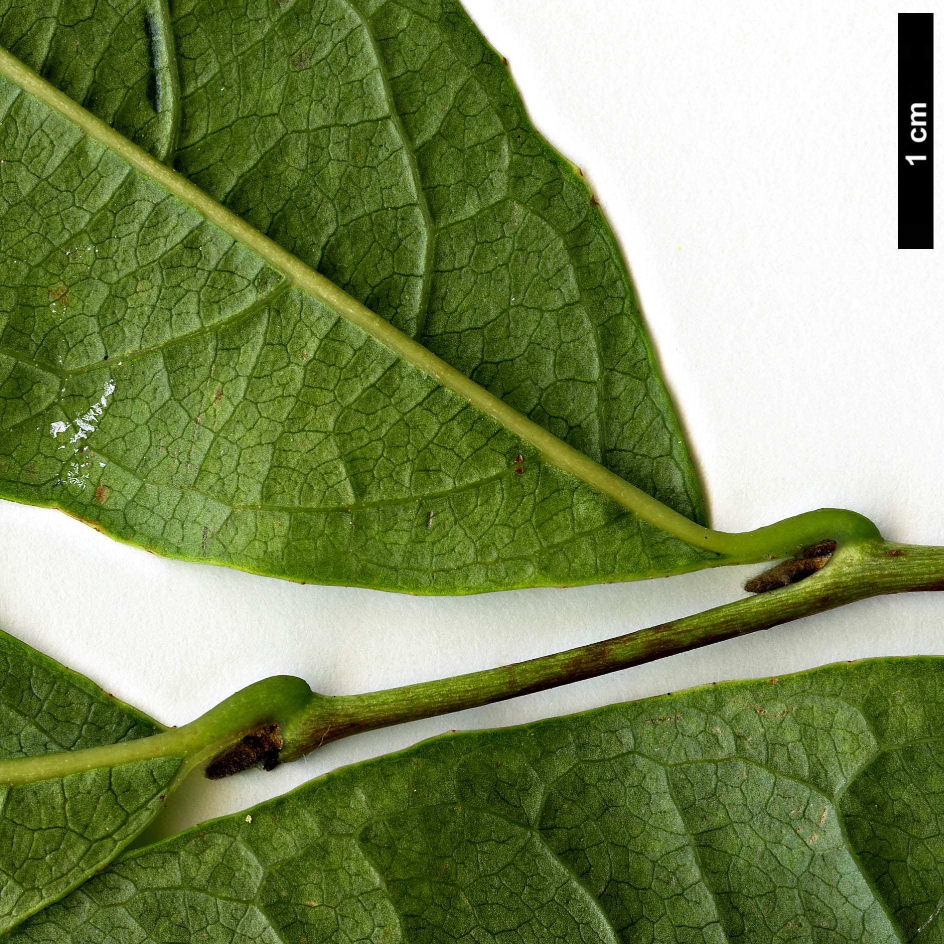 High resolution image: Family: Styracaceae - Genus: Styrax - Taxon: japonicus - SpeciesSub: 'Fargesii'