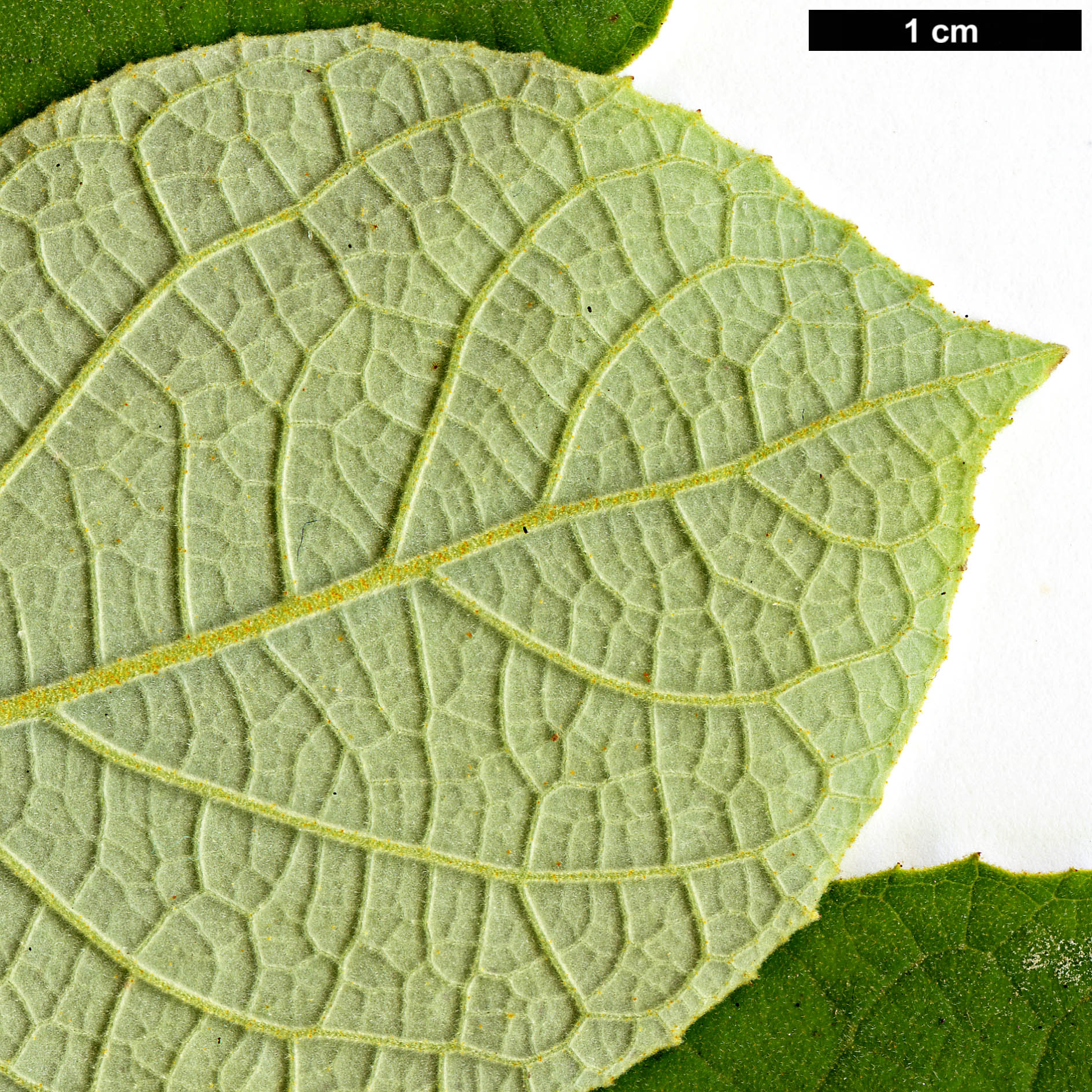 High resolution image: Family: Styracaceae - Genus: Styrax - Taxon: limprichtii