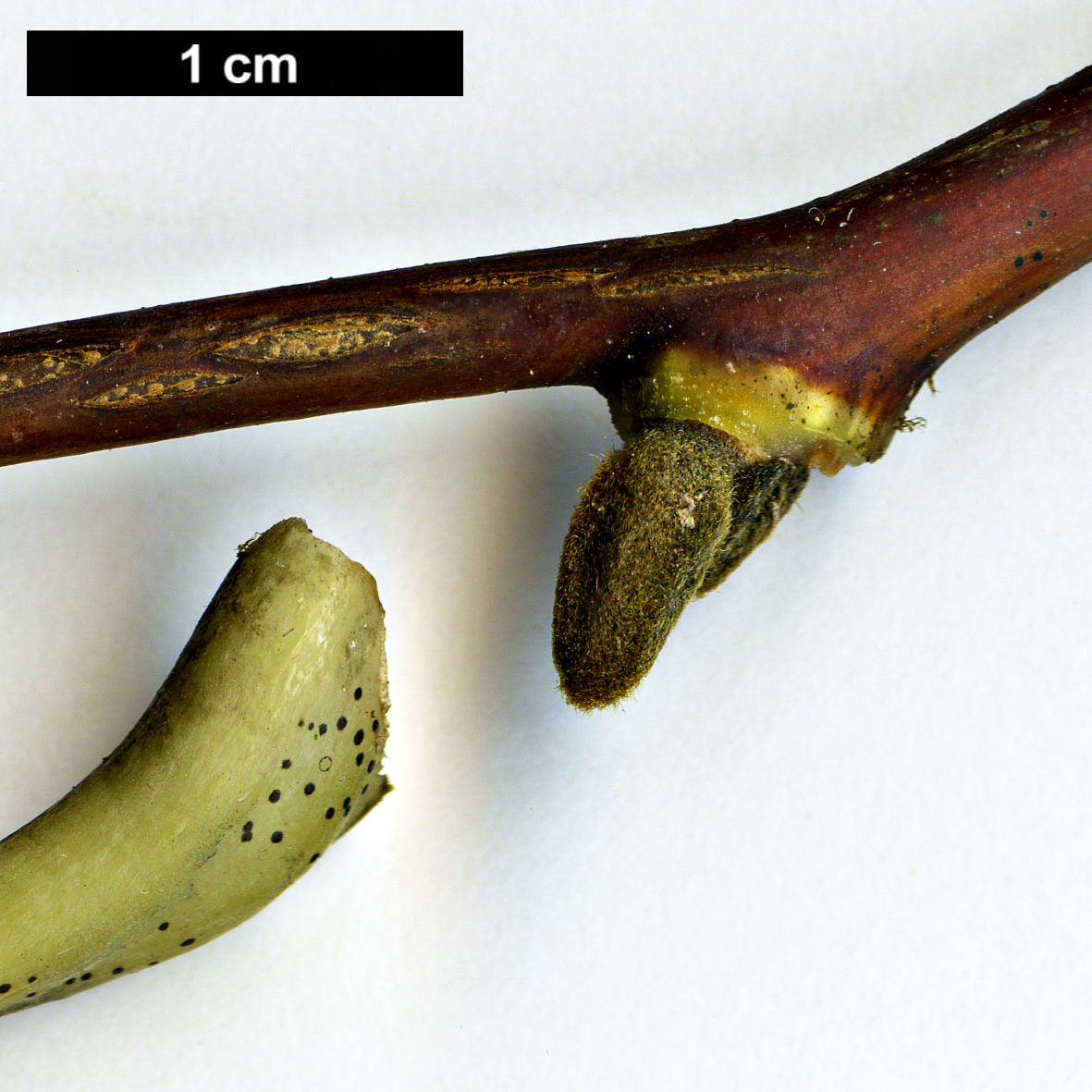 High resolution image: Family: Styracaceae - Genus: Styrax - Taxon: obassia