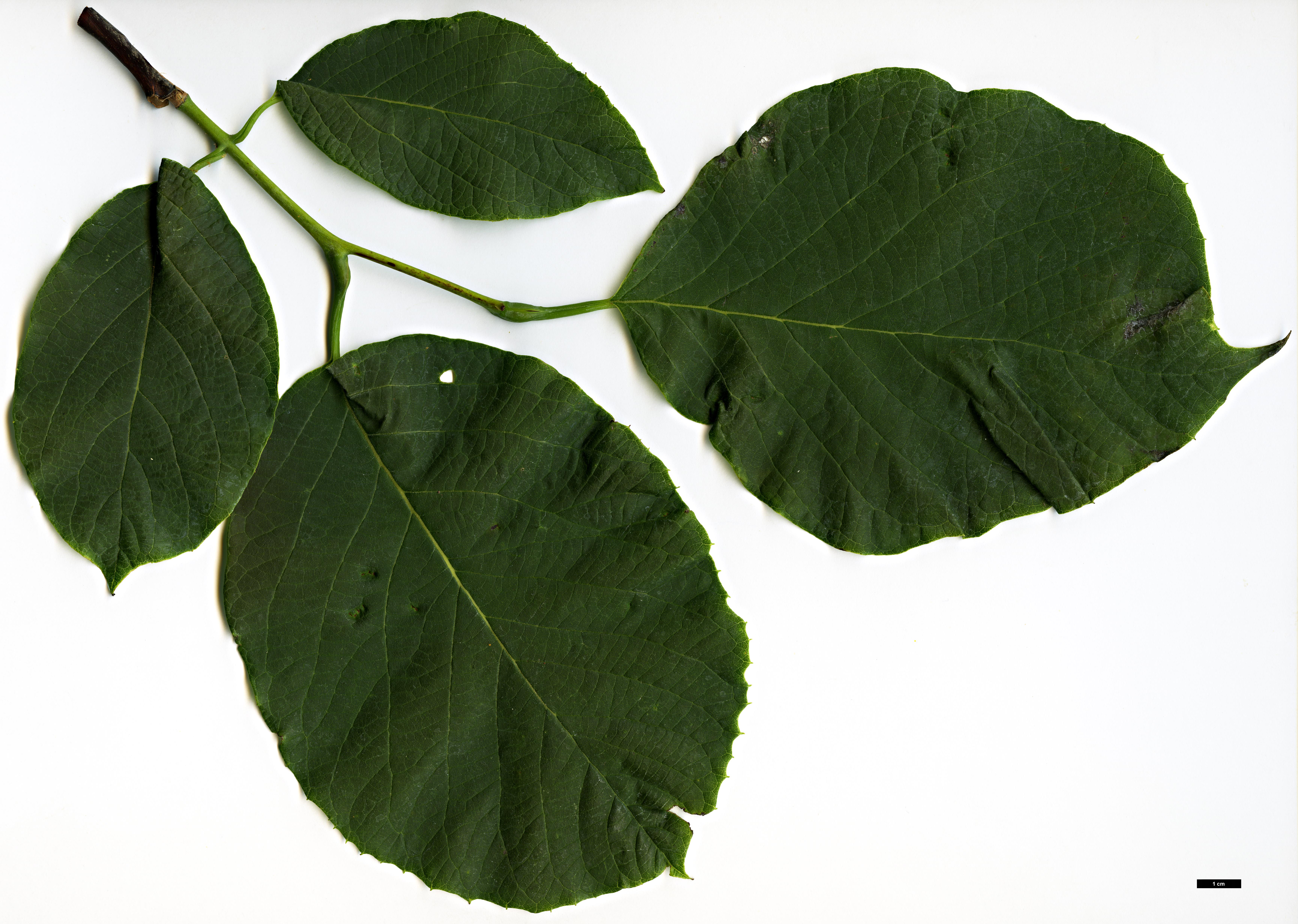 High resolution image: Family: Styracaceae - Genus: Styrax - Taxon: obassia