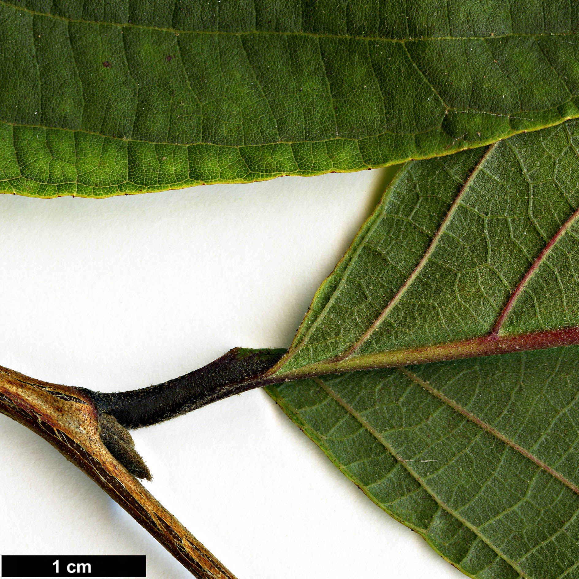 High resolution image: Family: Styracaceae - Genus: Styrax - Taxon: odoratissimus