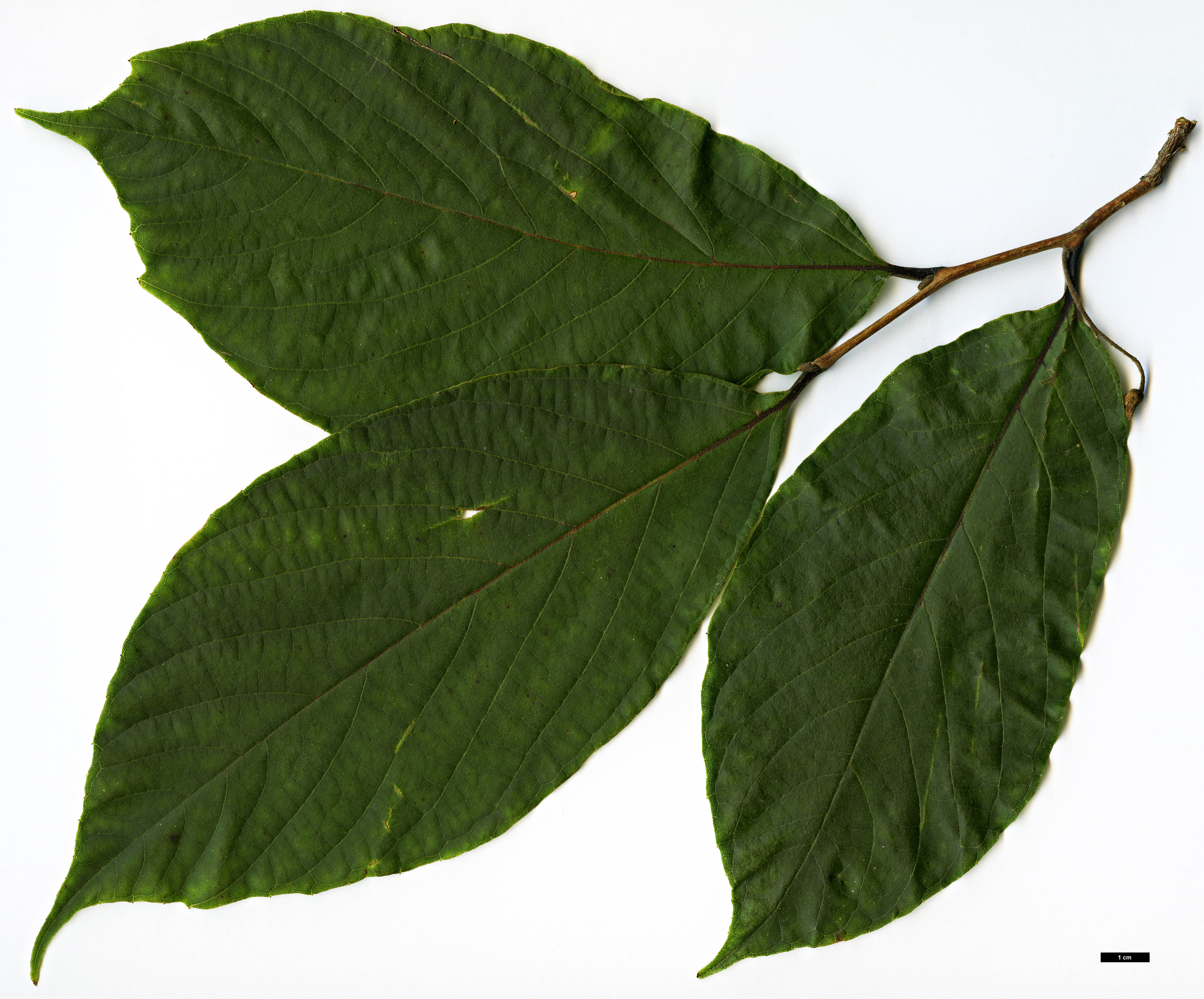 High resolution image: Family: Styracaceae - Genus: Styrax - Taxon: odoratissimus