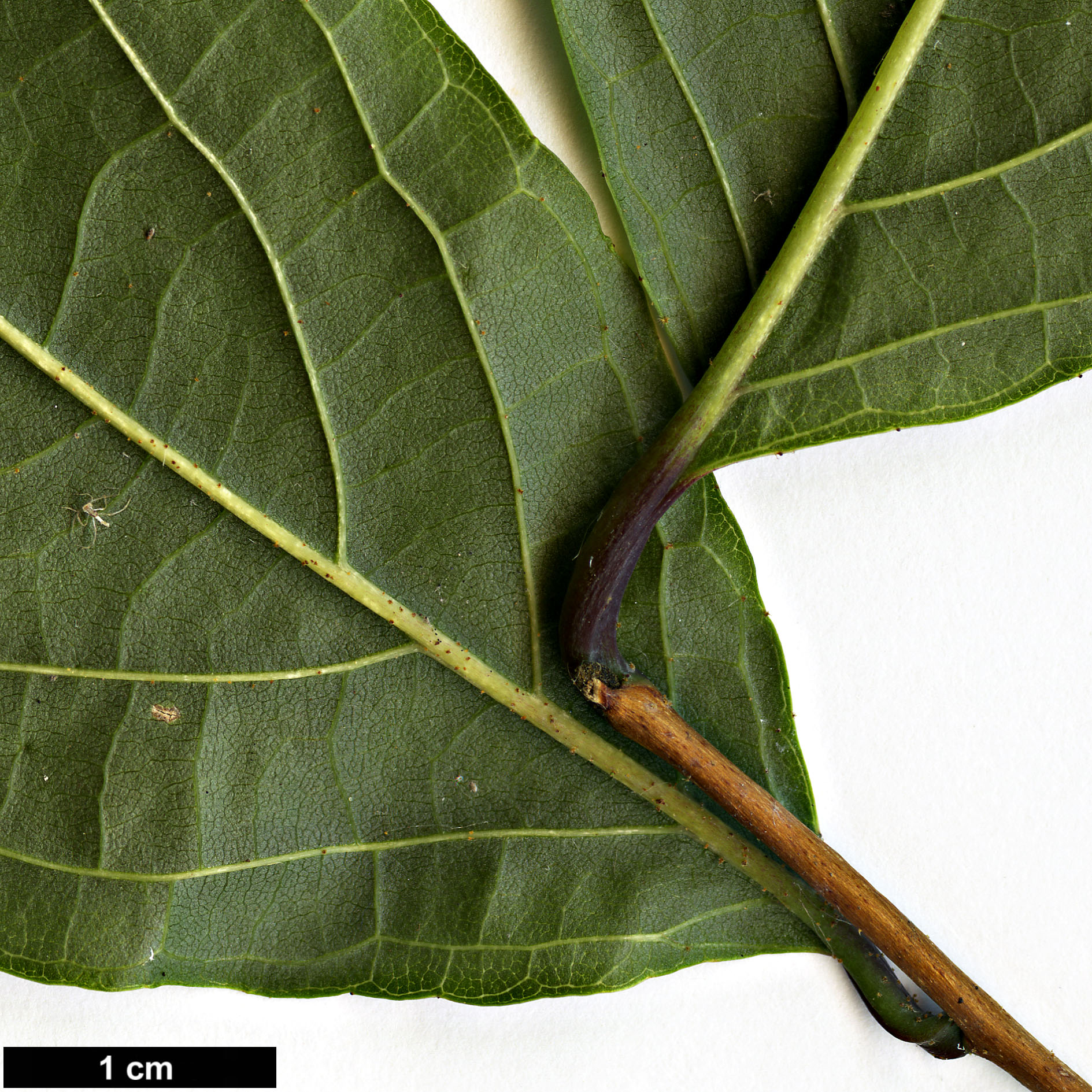 High resolution image: Family: Styracaceae - Genus: Styrax - Taxon: odoratissimus