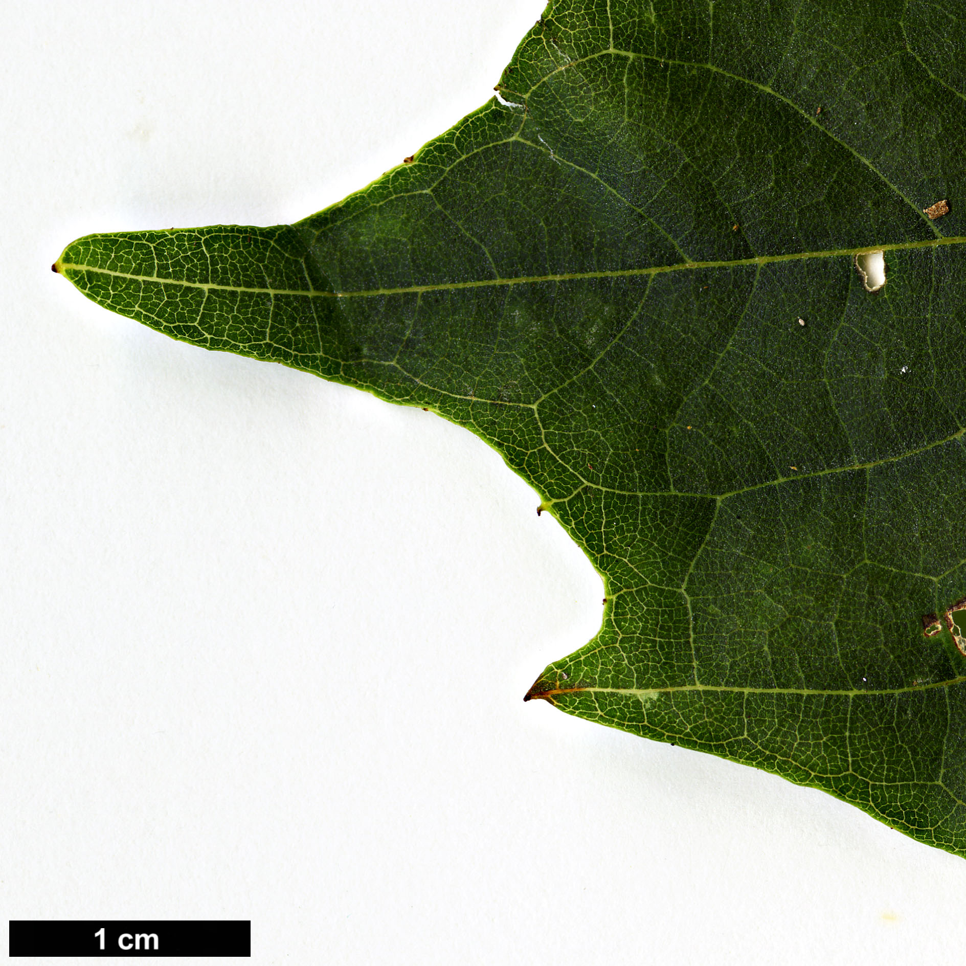 High resolution image: Family: Styracaceae - Genus: Styrax - Taxon: odoratissimus