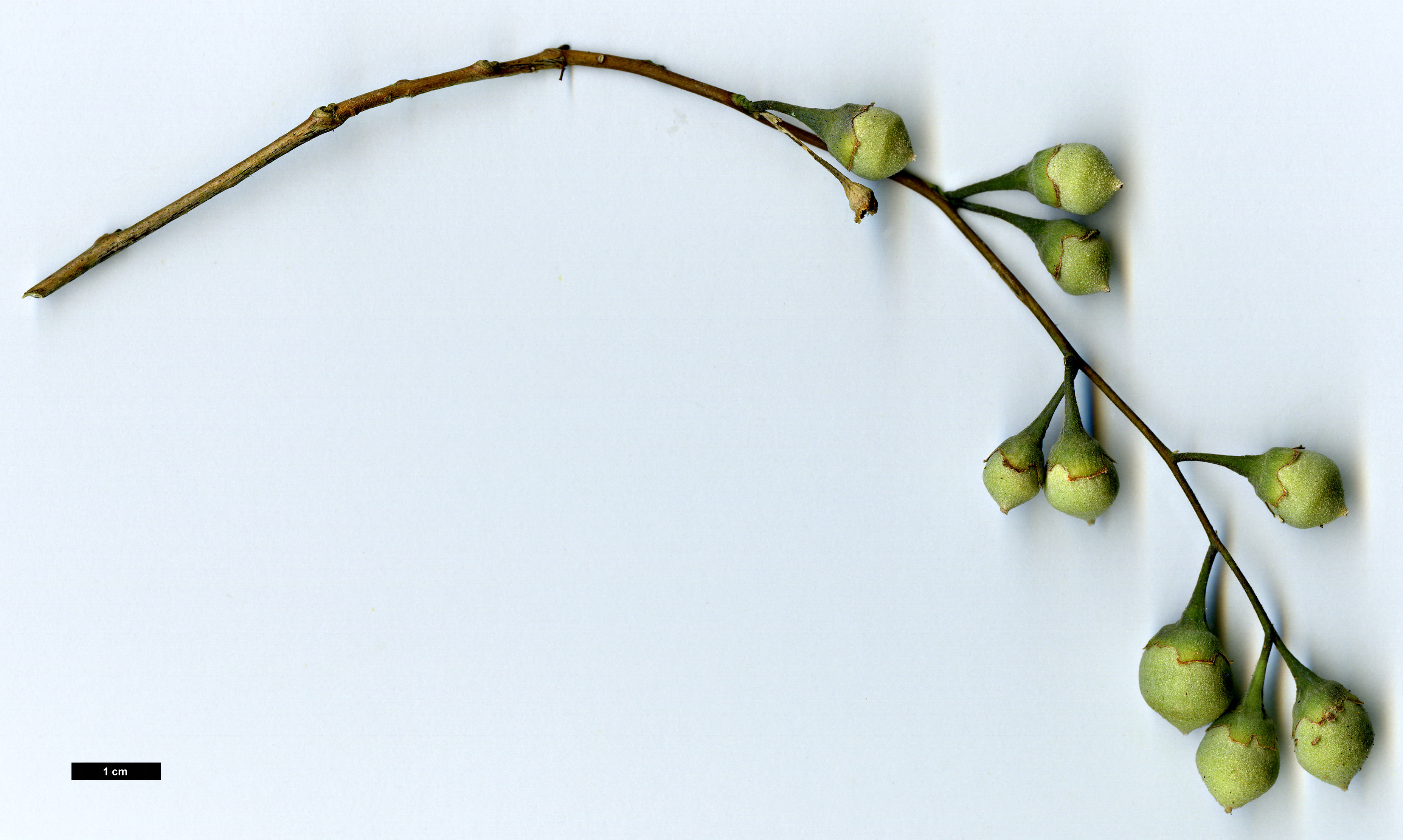 High resolution image: Family: Styracaceae - Genus: Styrax - Taxon: odoratissimus