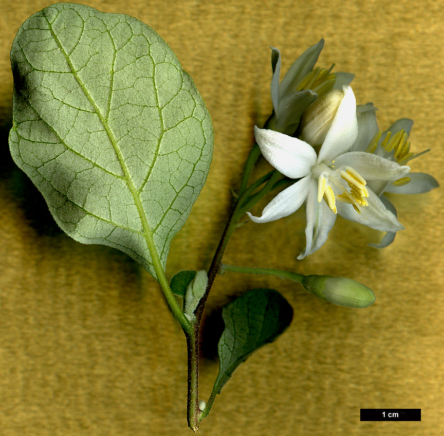 High resolution image: Family: Styracaceae - Genus: Styrax - Taxon: officinalis