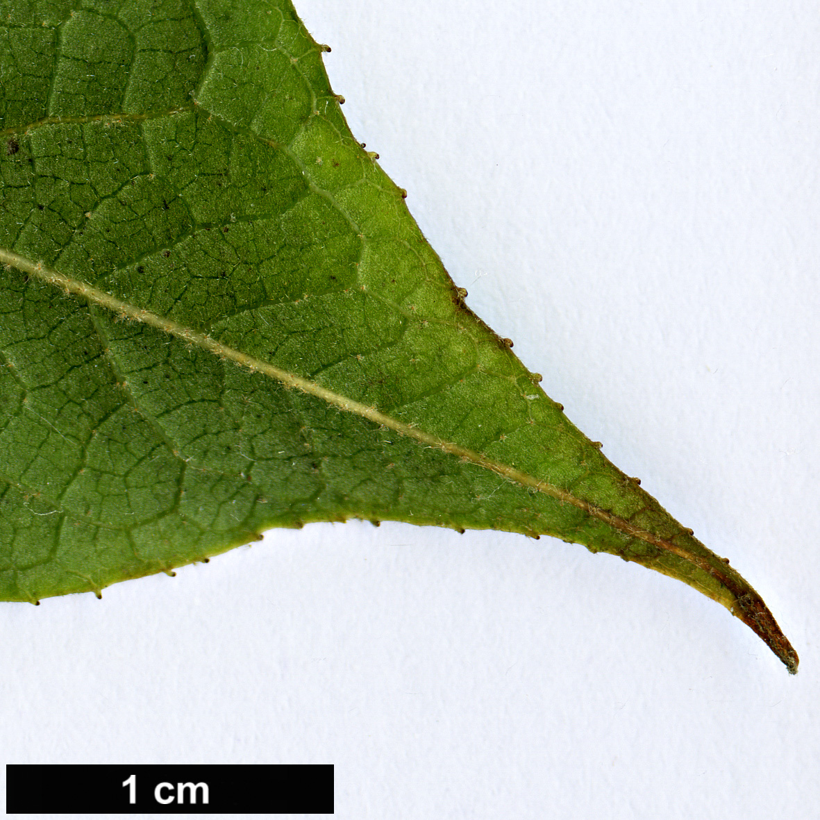 High resolution image: Family: Styracaceae - Genus: Styrax - Taxon: roseus