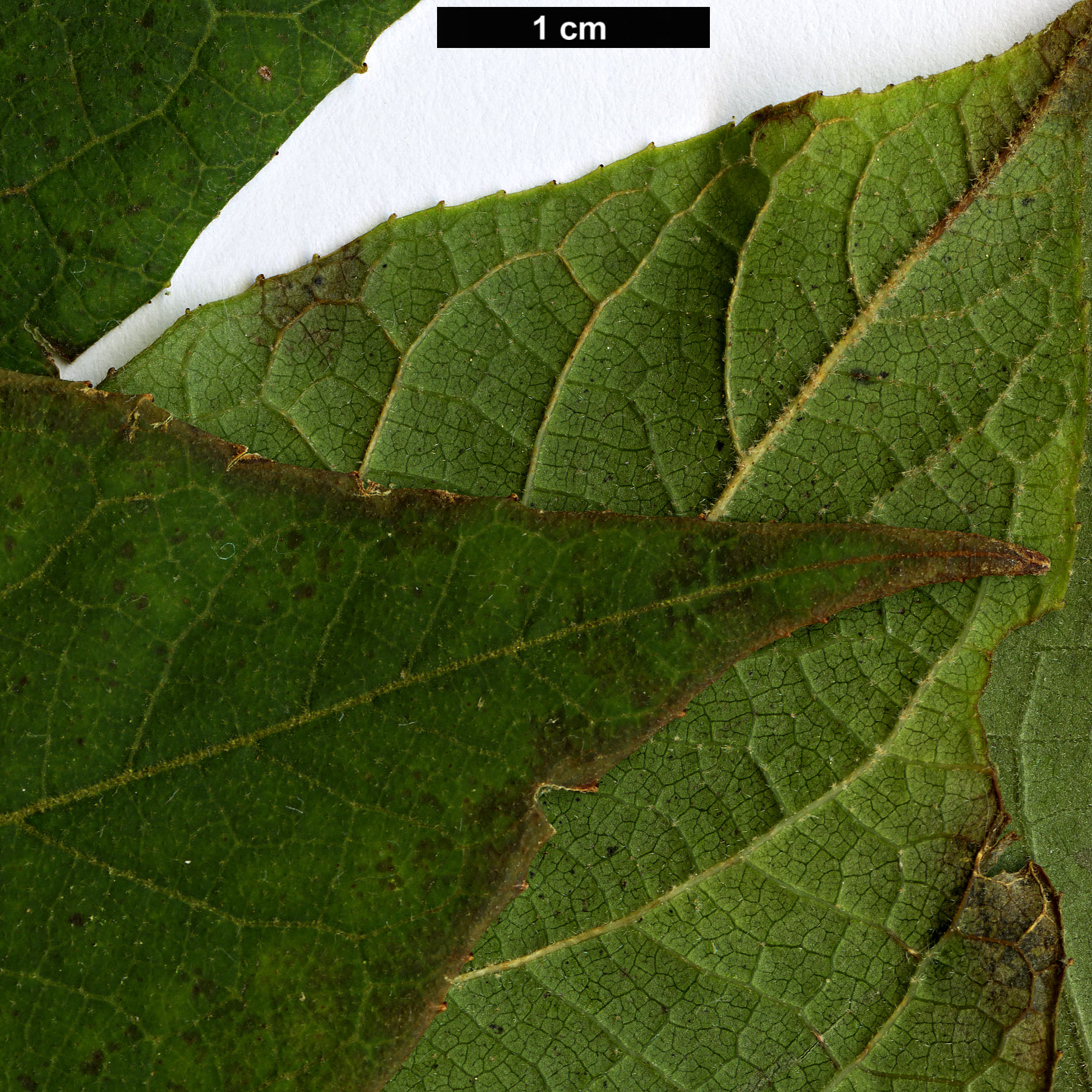 High resolution image: Family: Styracaceae - Genus: Styrax - Taxon: roseus