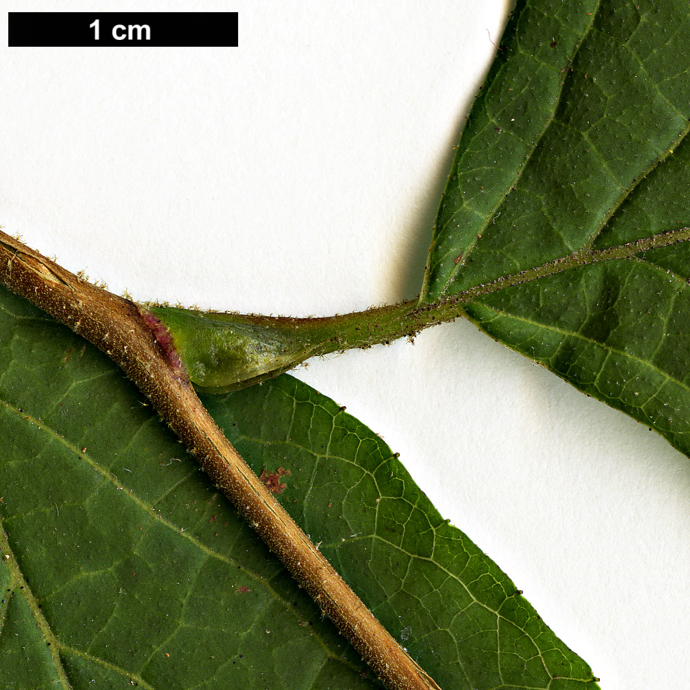 High resolution image: Family: Styracaceae - Genus: Styrax - Taxon: shiraianus