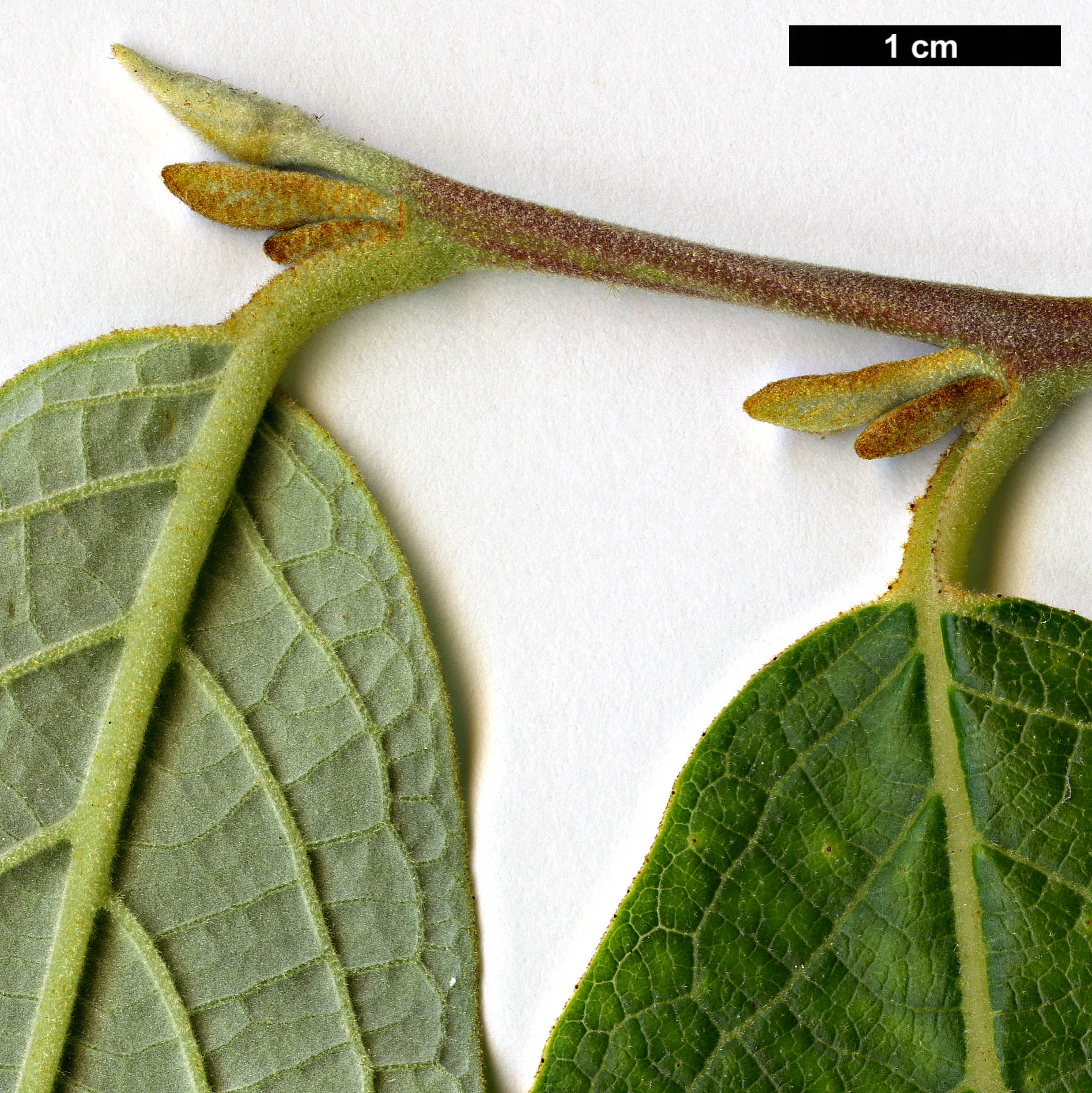 High resolution image: Family: Styracaceae - Genus: Styrax - Taxon: suberifolius