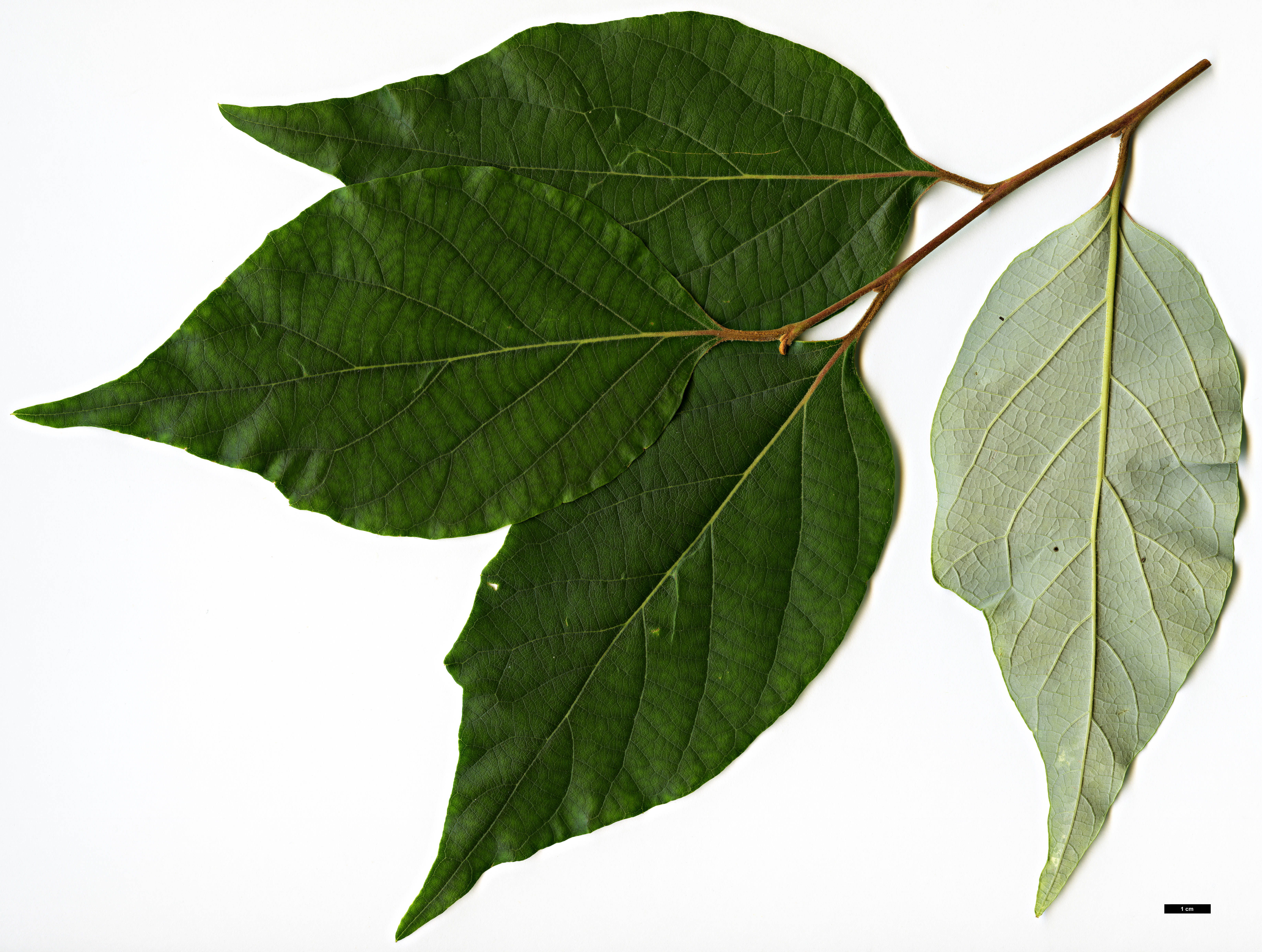 High resolution image: Family: Styracaceae - Genus: Styrax - Taxon: tonkinensis