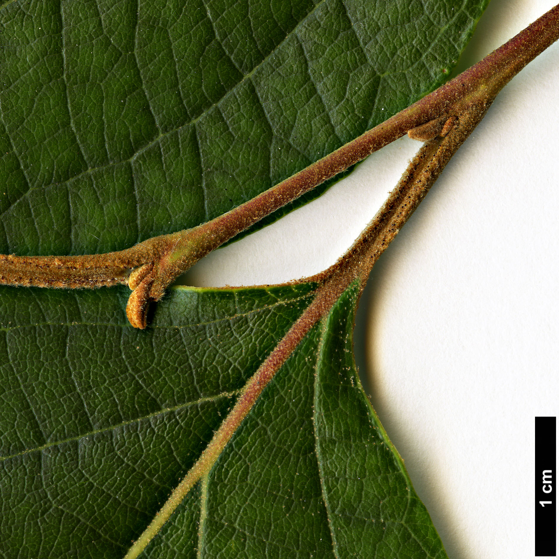 High resolution image: Family: Styracaceae - Genus: Styrax - Taxon: tonkinensis