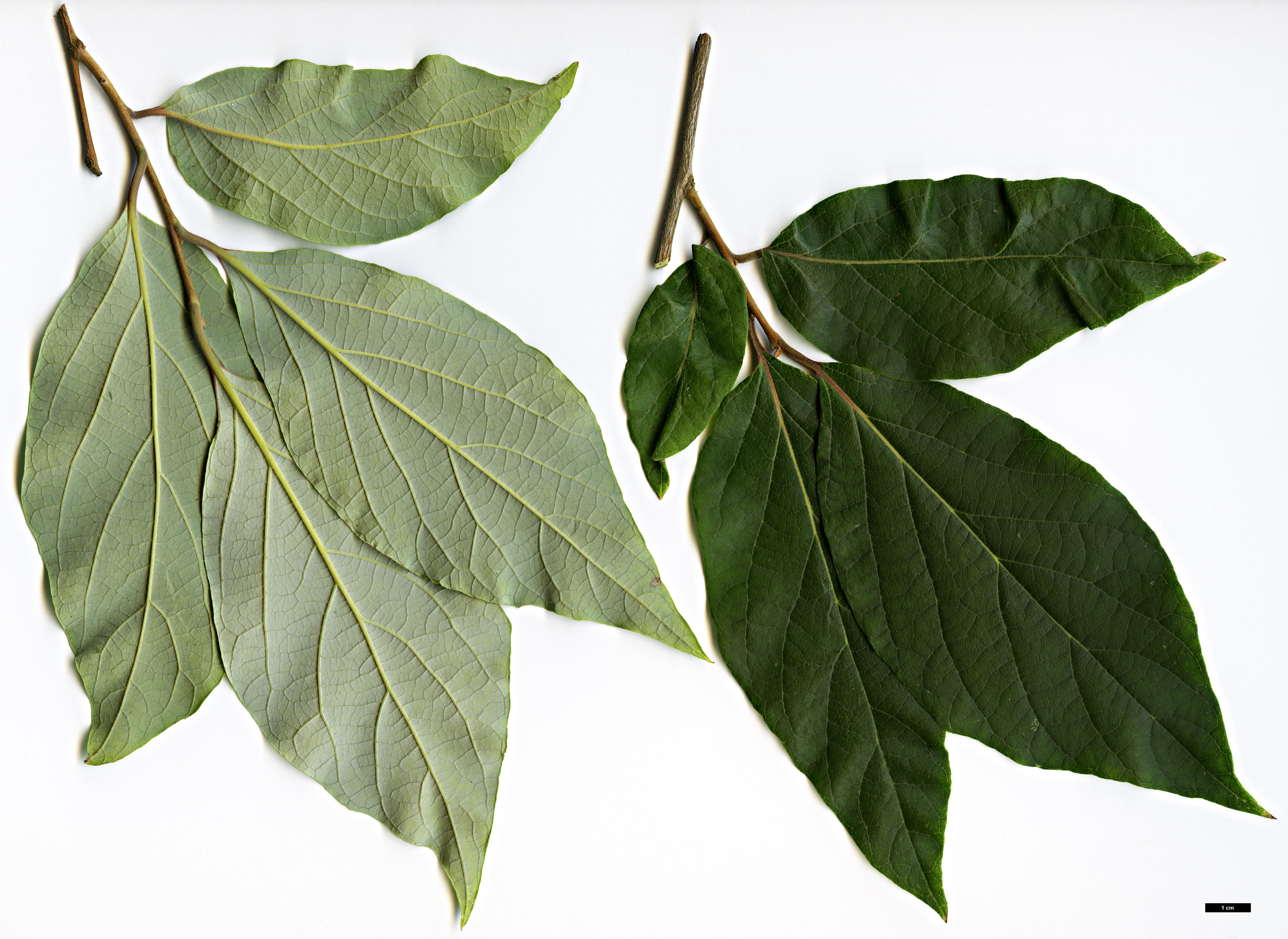 High resolution image: Family: Styracaceae - Genus: Styrax - Taxon: tonkinensis