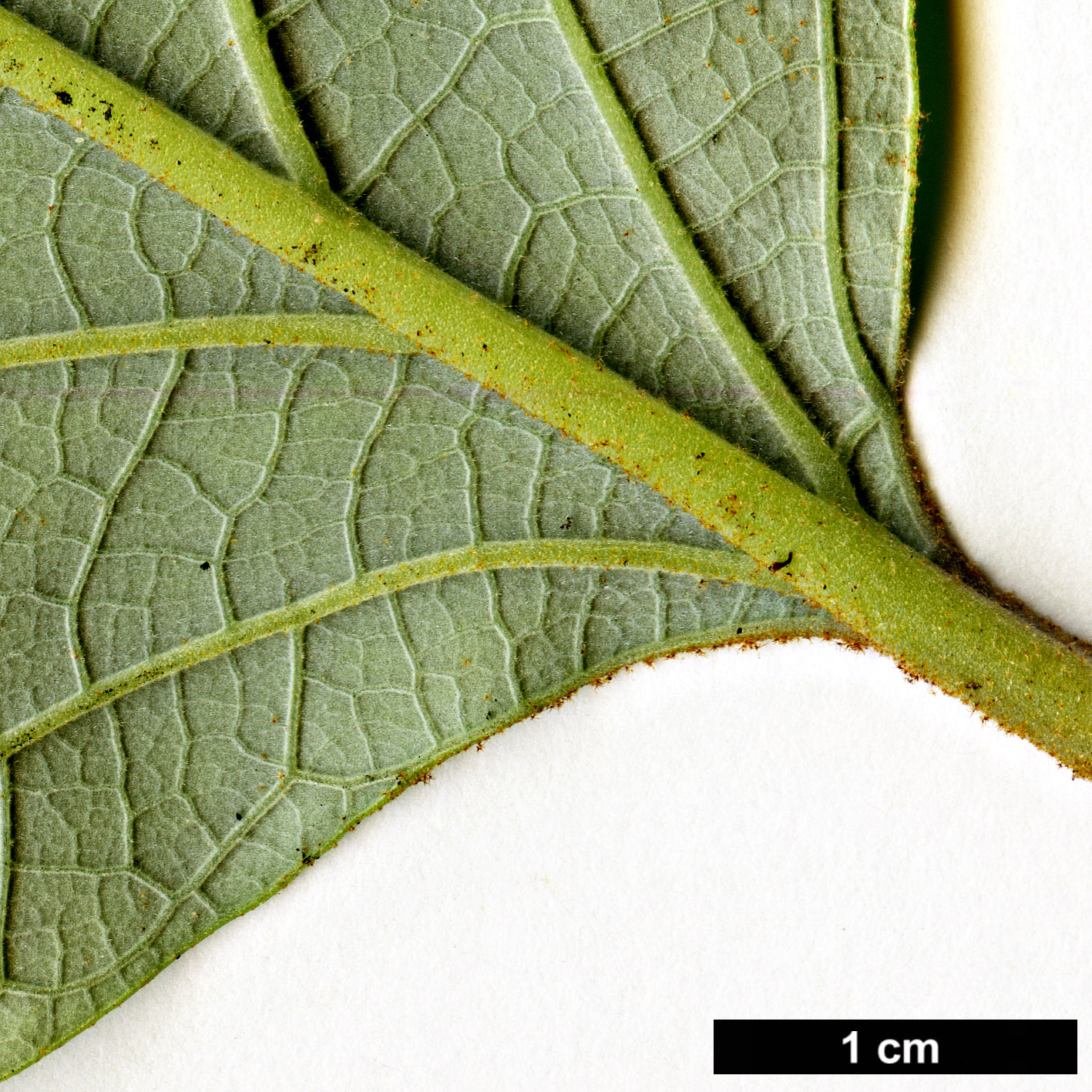 High resolution image: Family: Styracaceae - Genus: Styrax - Taxon: tonkinensis