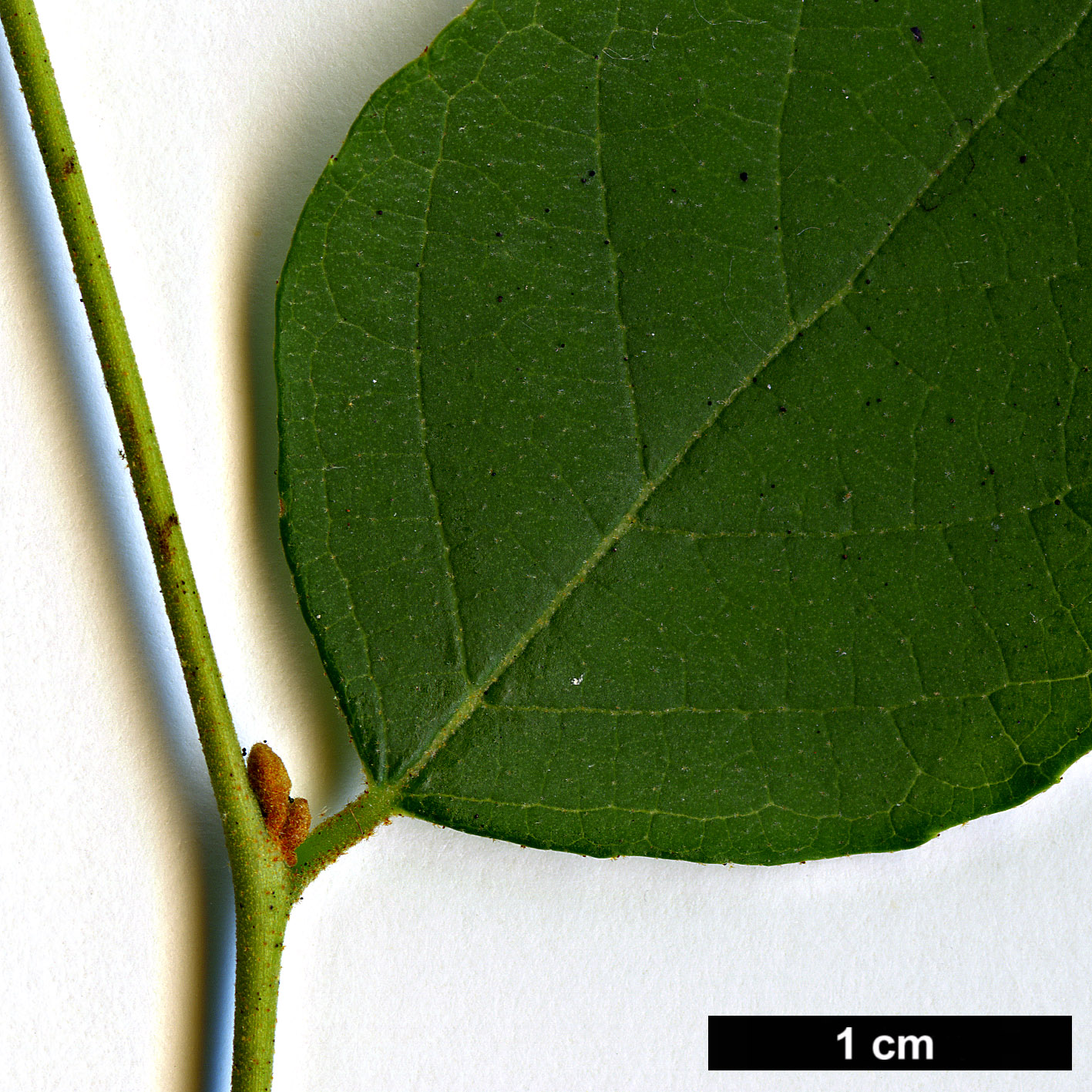 High resolution image: Family: Styracaceae - Genus: Styrax - Taxon: wilsonii