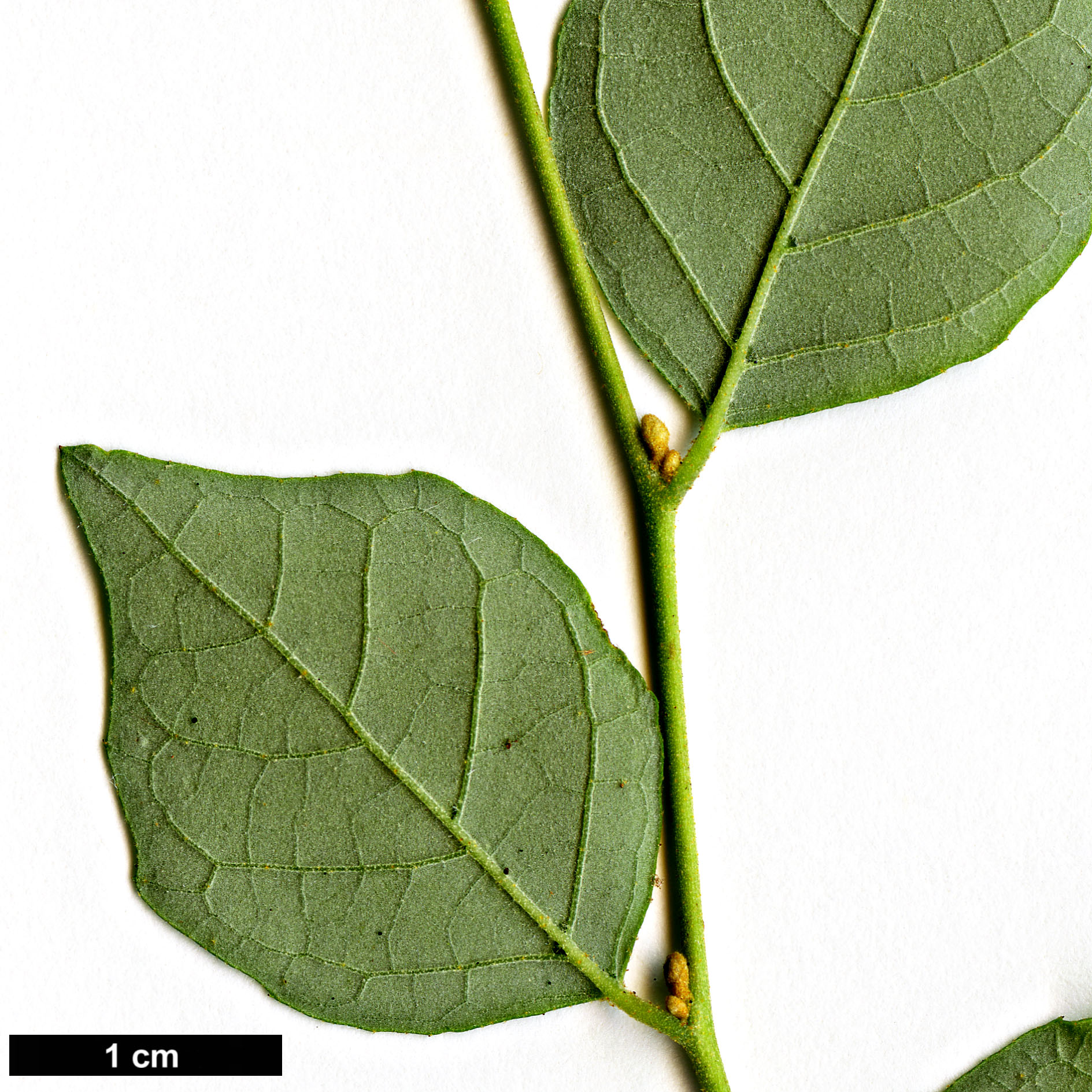 High resolution image: Family: Styracaceae - Genus: Styrax - Taxon: wilsonii