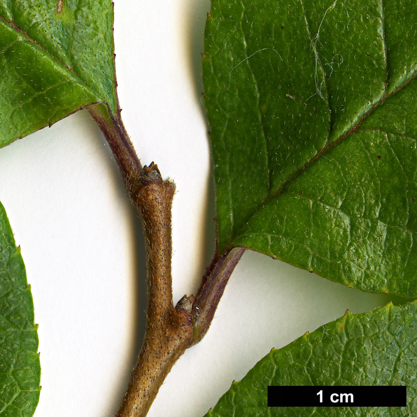 High resolution image: Family: Symplocaceae - Genus: Symplocos - Taxon: paniculata