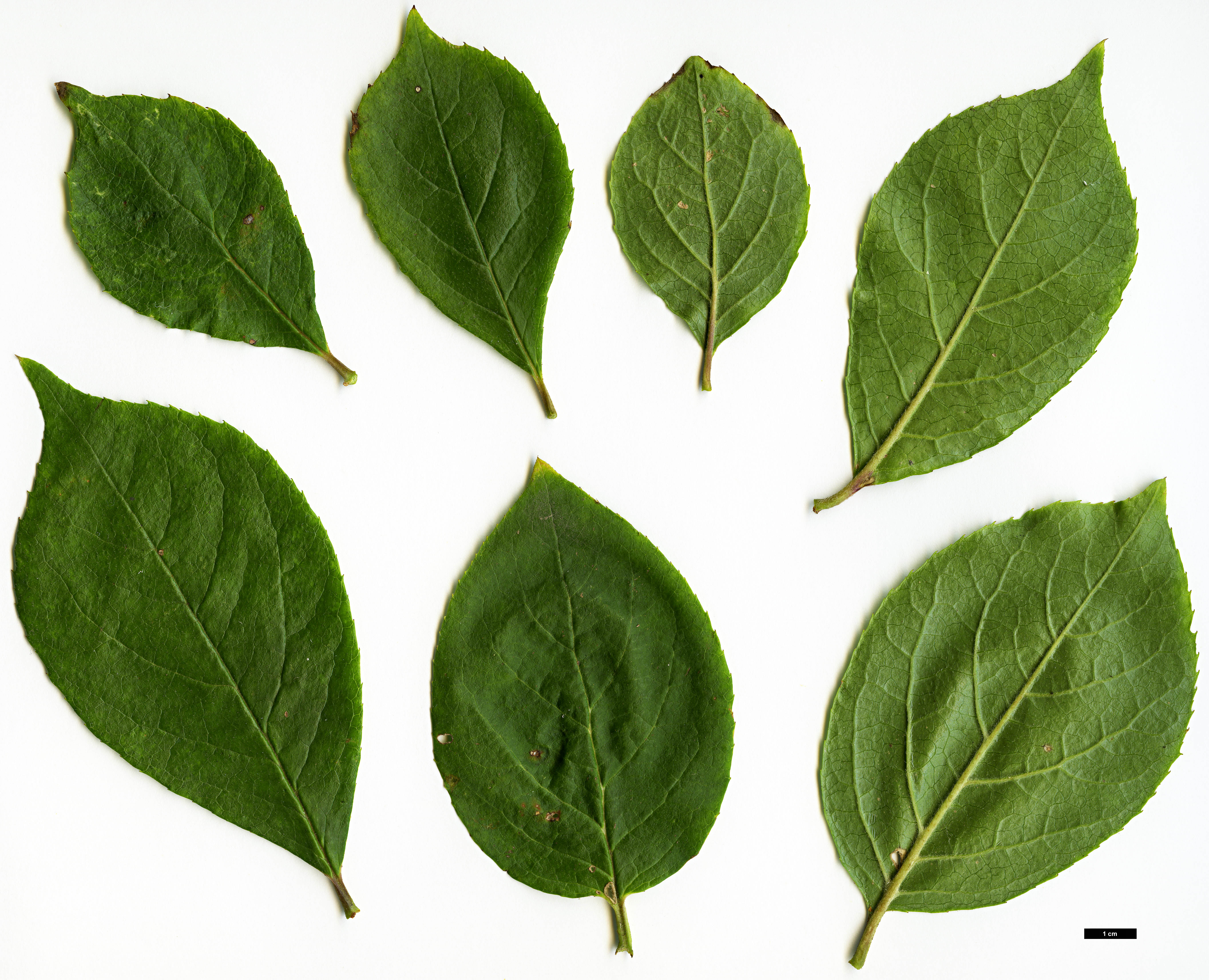 High resolution image: Family: Symplocaceae - Genus: Symplocos - Taxon: paniculata