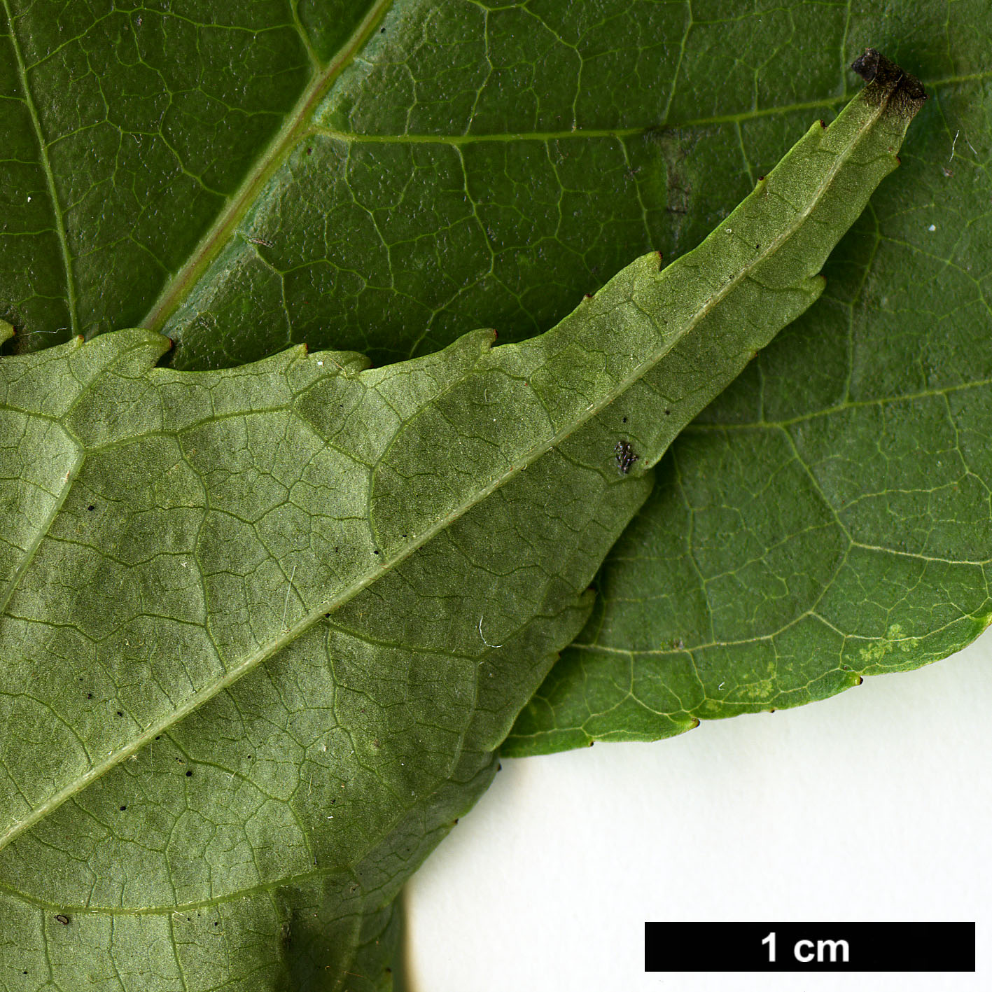 High resolution image: Family: Tapisciaceae - Genus: Tapiscia - Taxon: sinensis