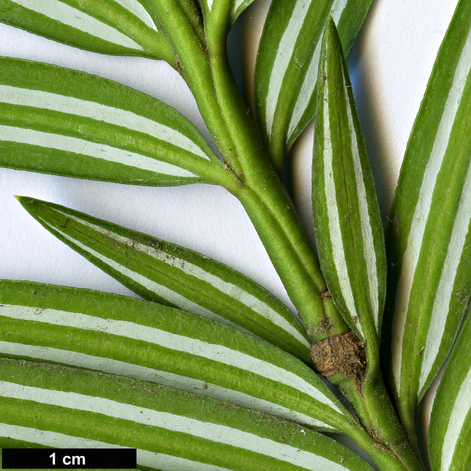 High resolution image: Family: Taxaceae - Genus: Amentotaxus - Taxon: argotaenia